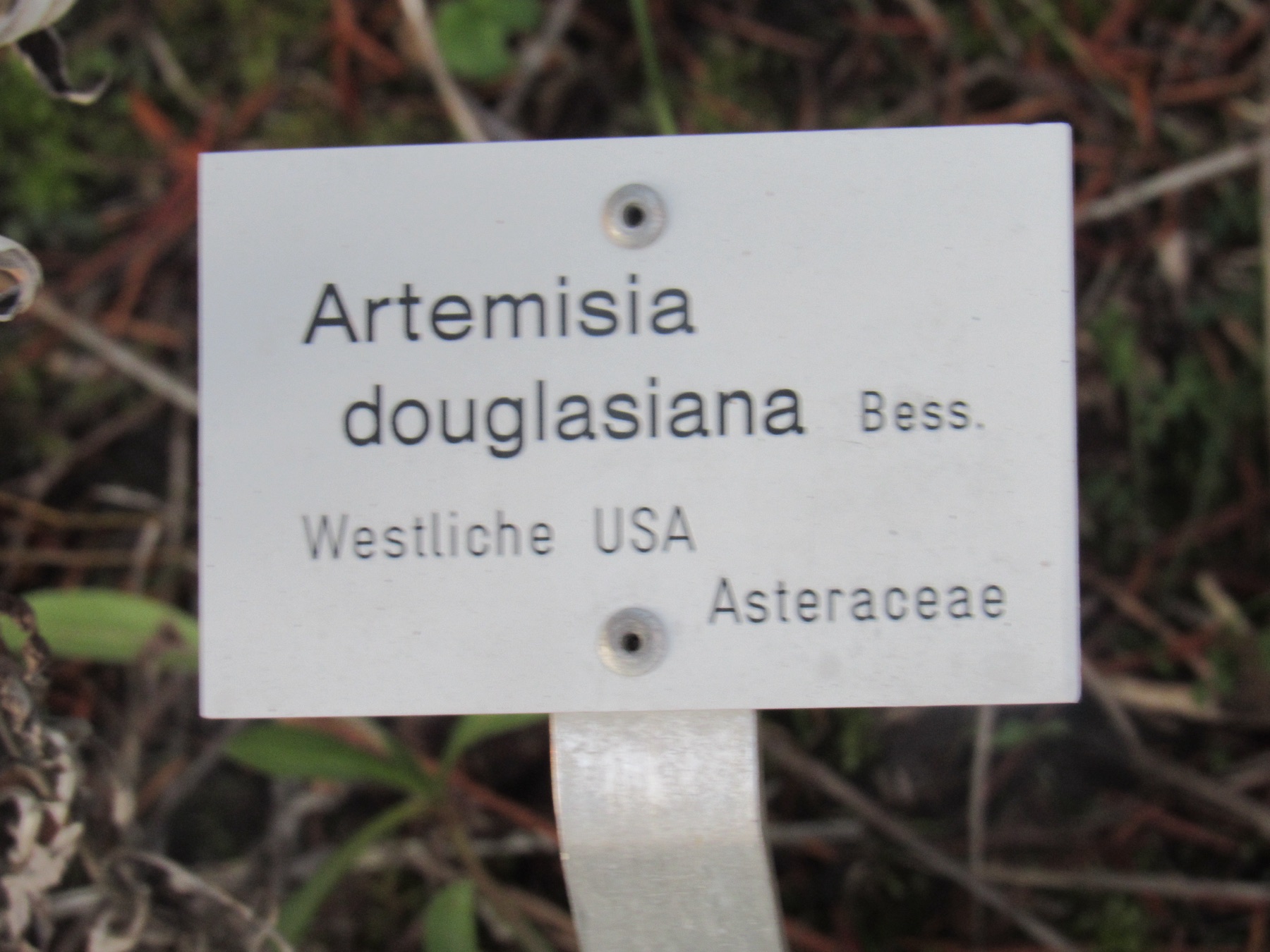Mugwort — photo 12