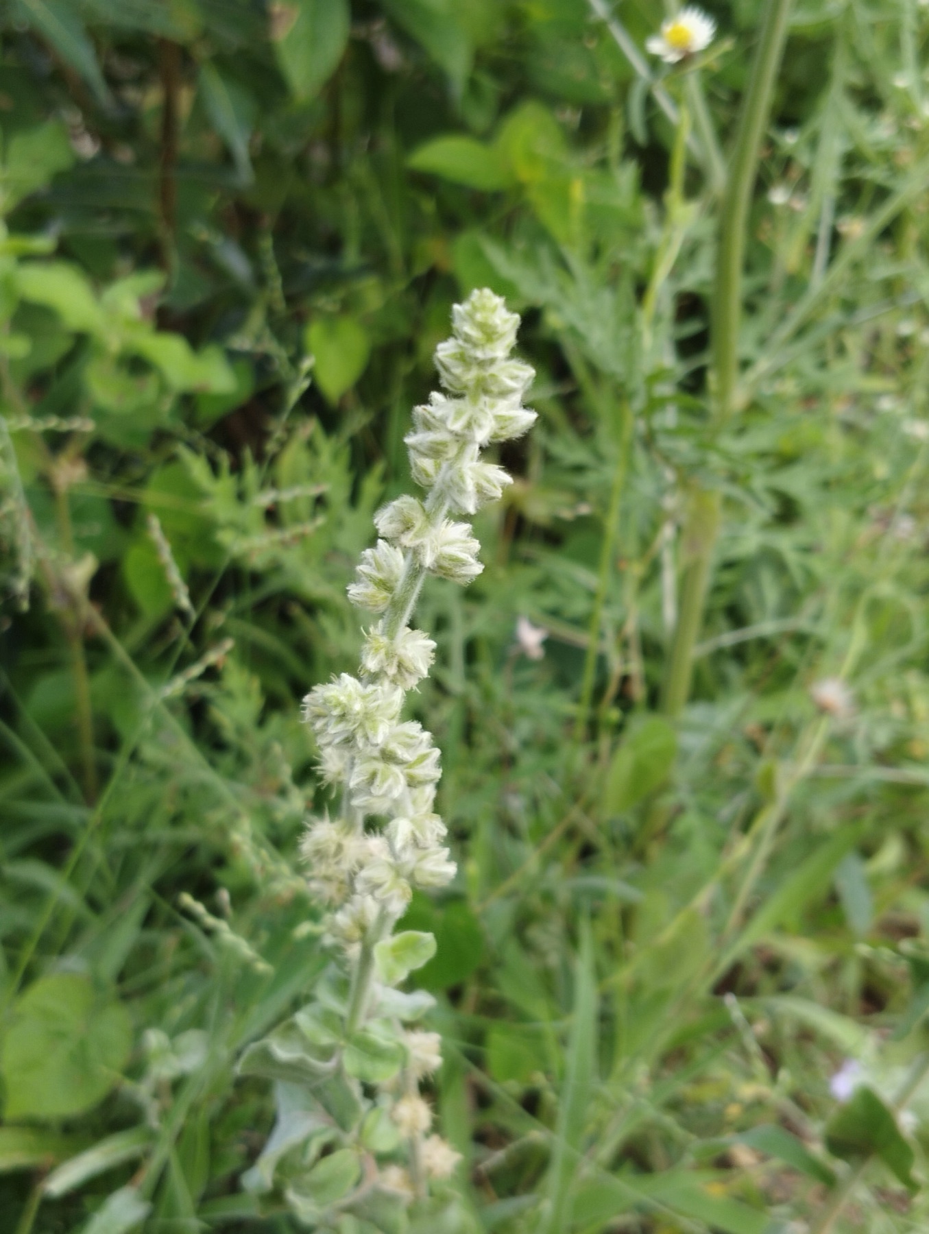 Mugwort — photo 13