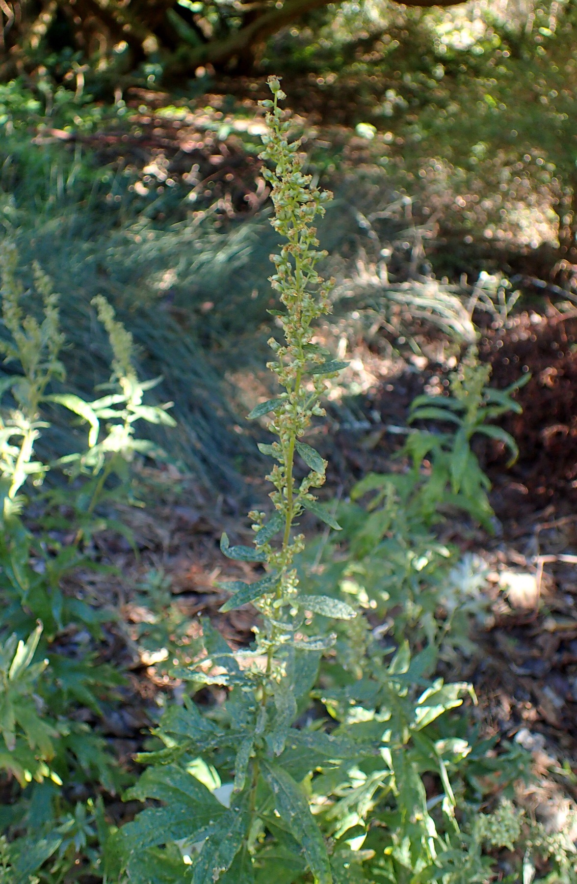 Mugwort — photo 14