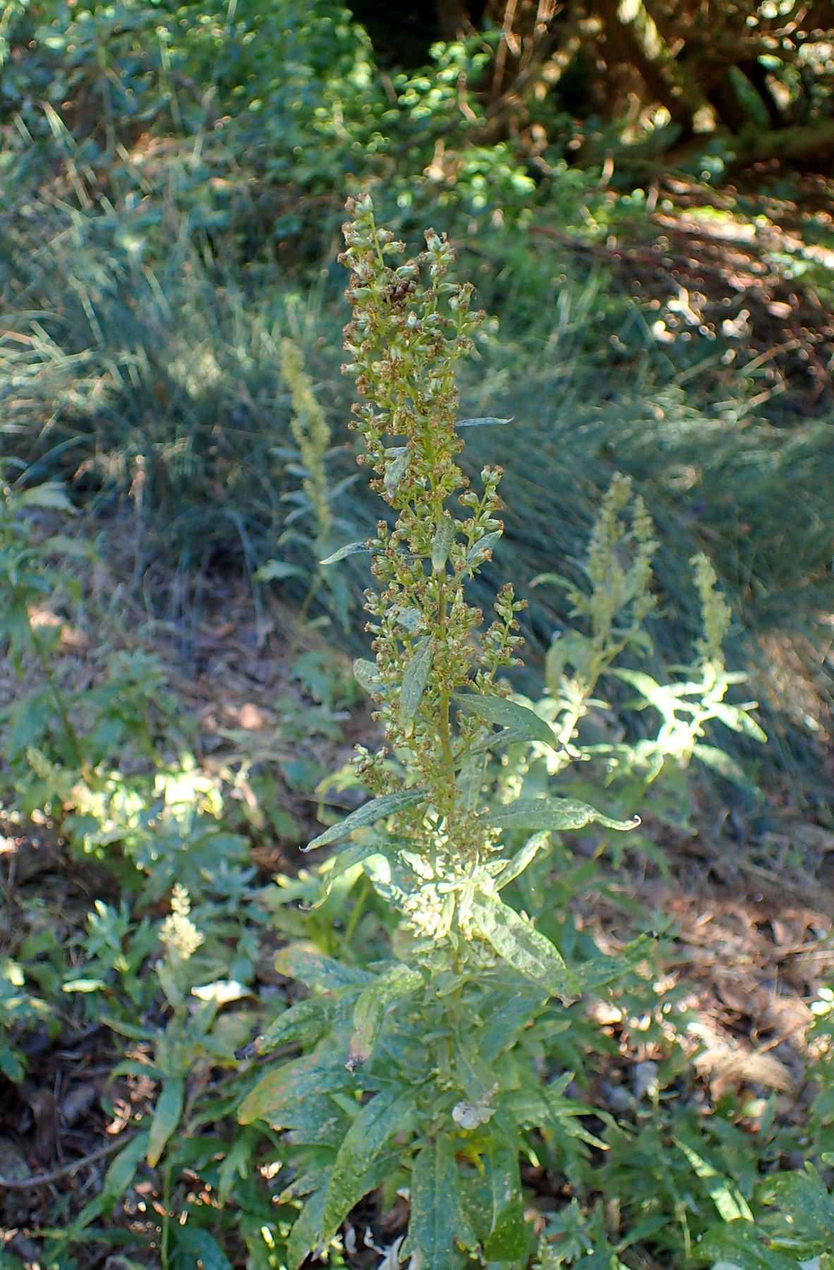 Mugwort — photo 15