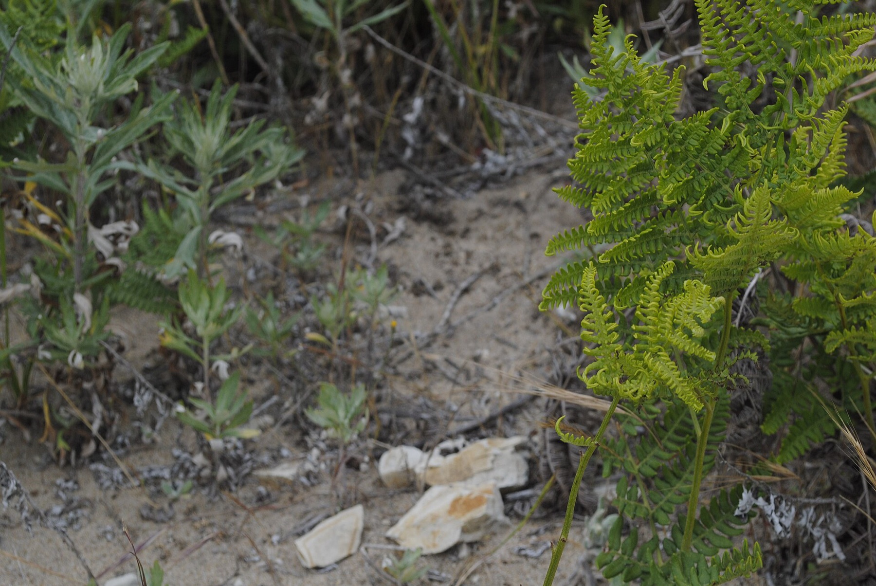 Mugwort — photo 16