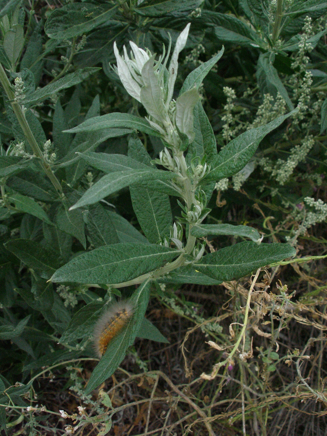 Mugwort — photo 19