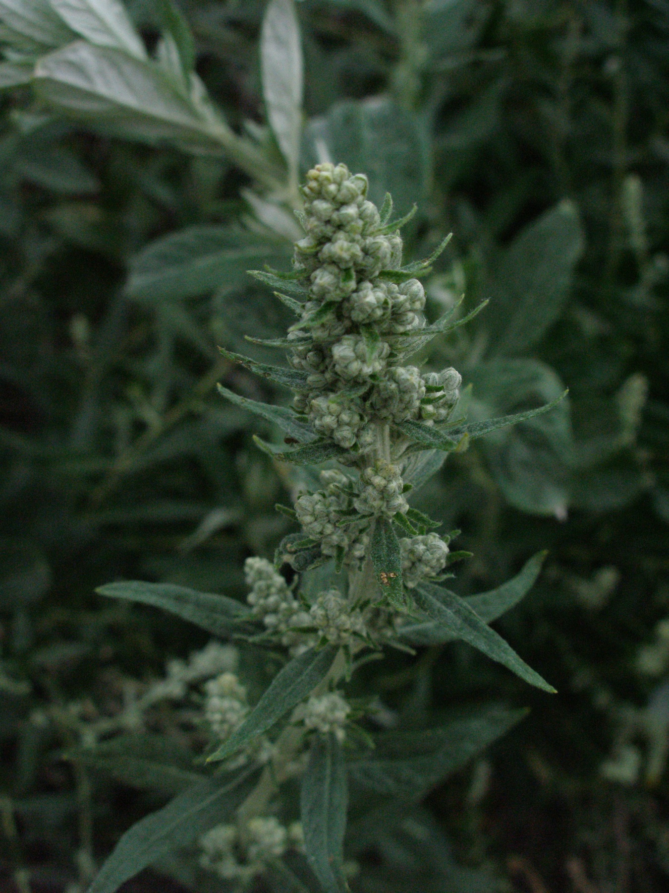Mugwort — photo 20