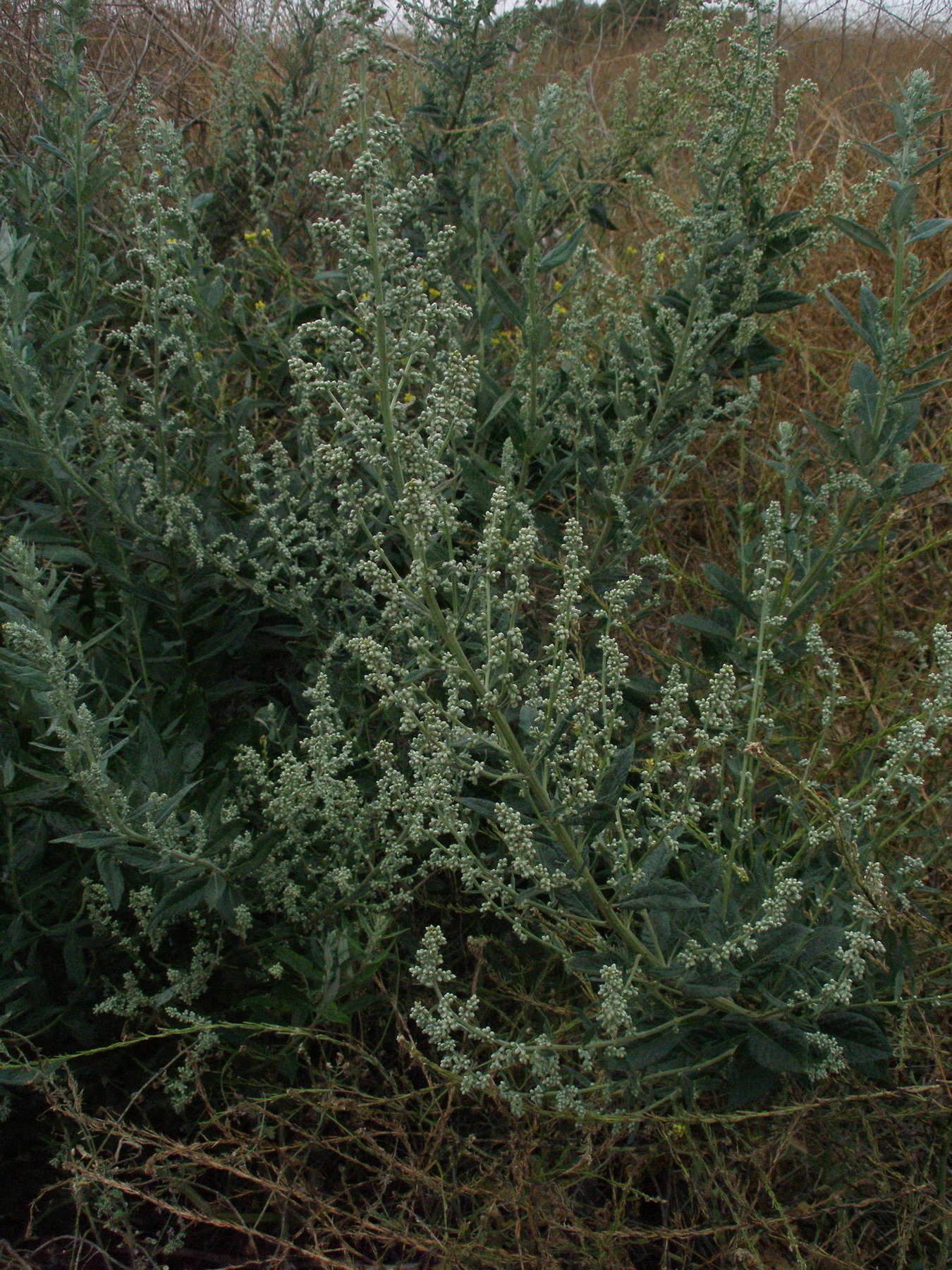 Mugwort — photo 21
