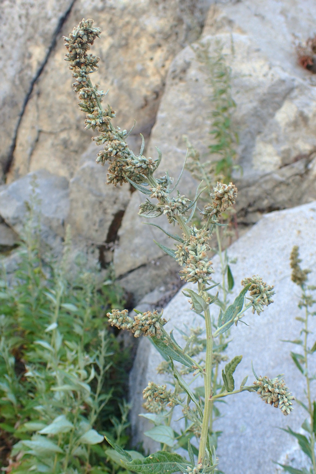 Mugwort — photo 22