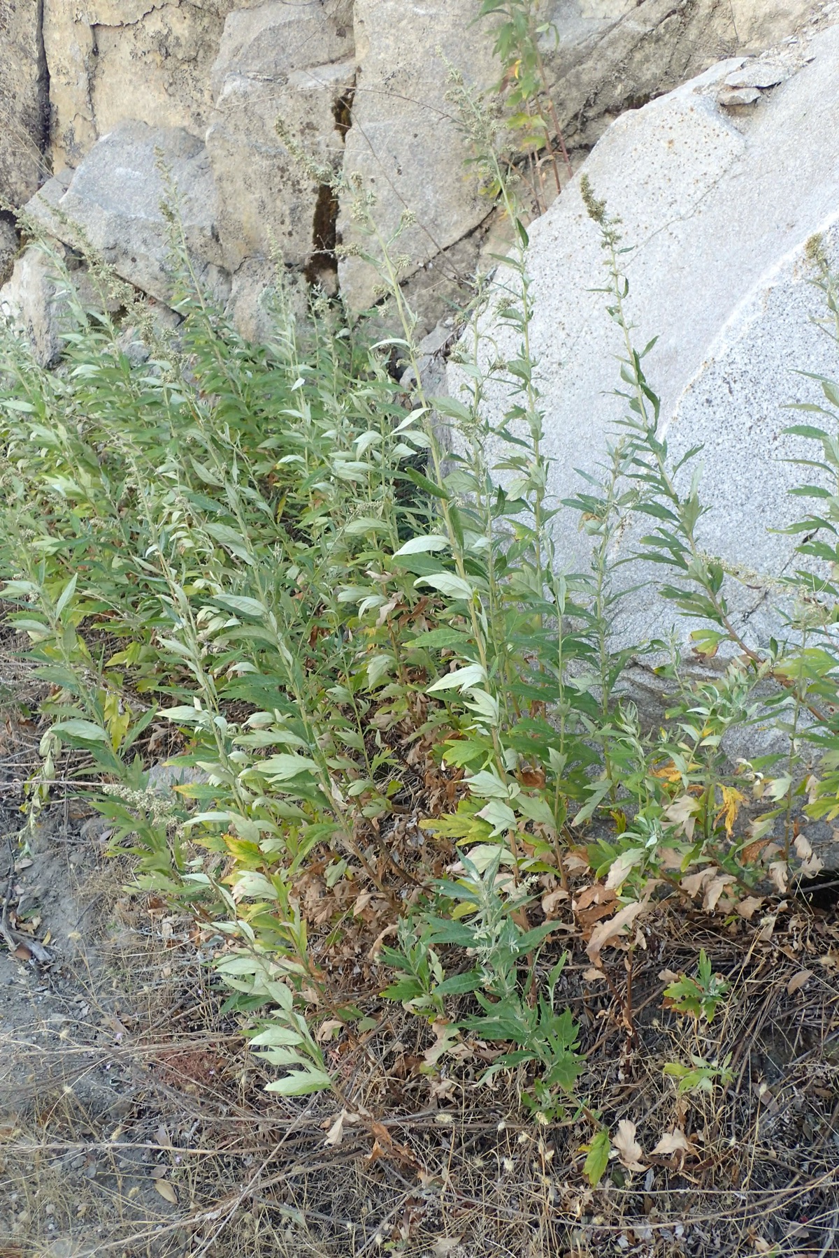 Mugwort — photo 23