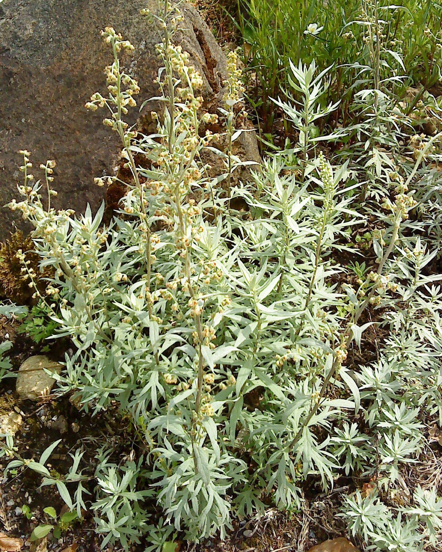 Mugwort — photo 24