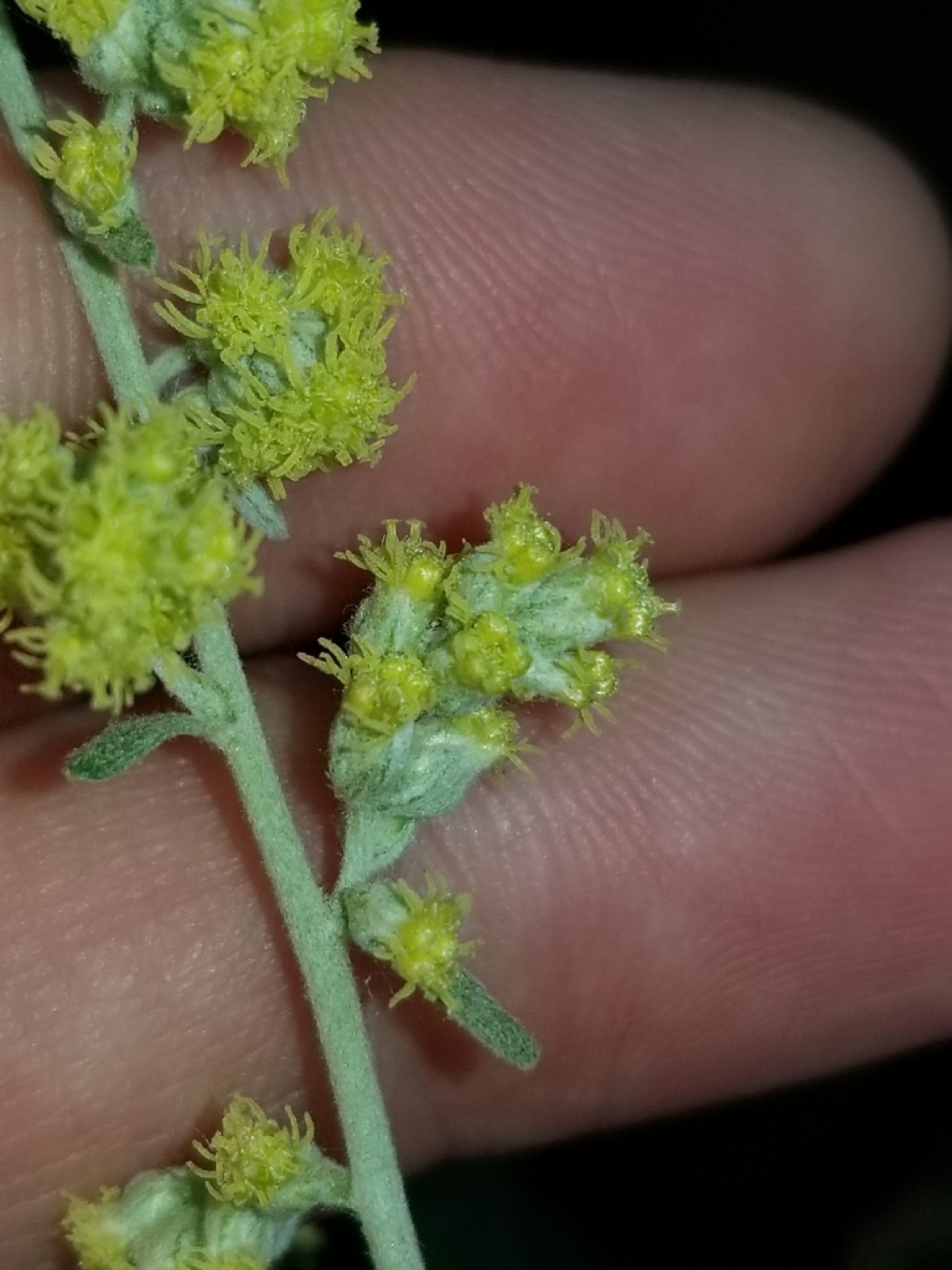 Mugwort