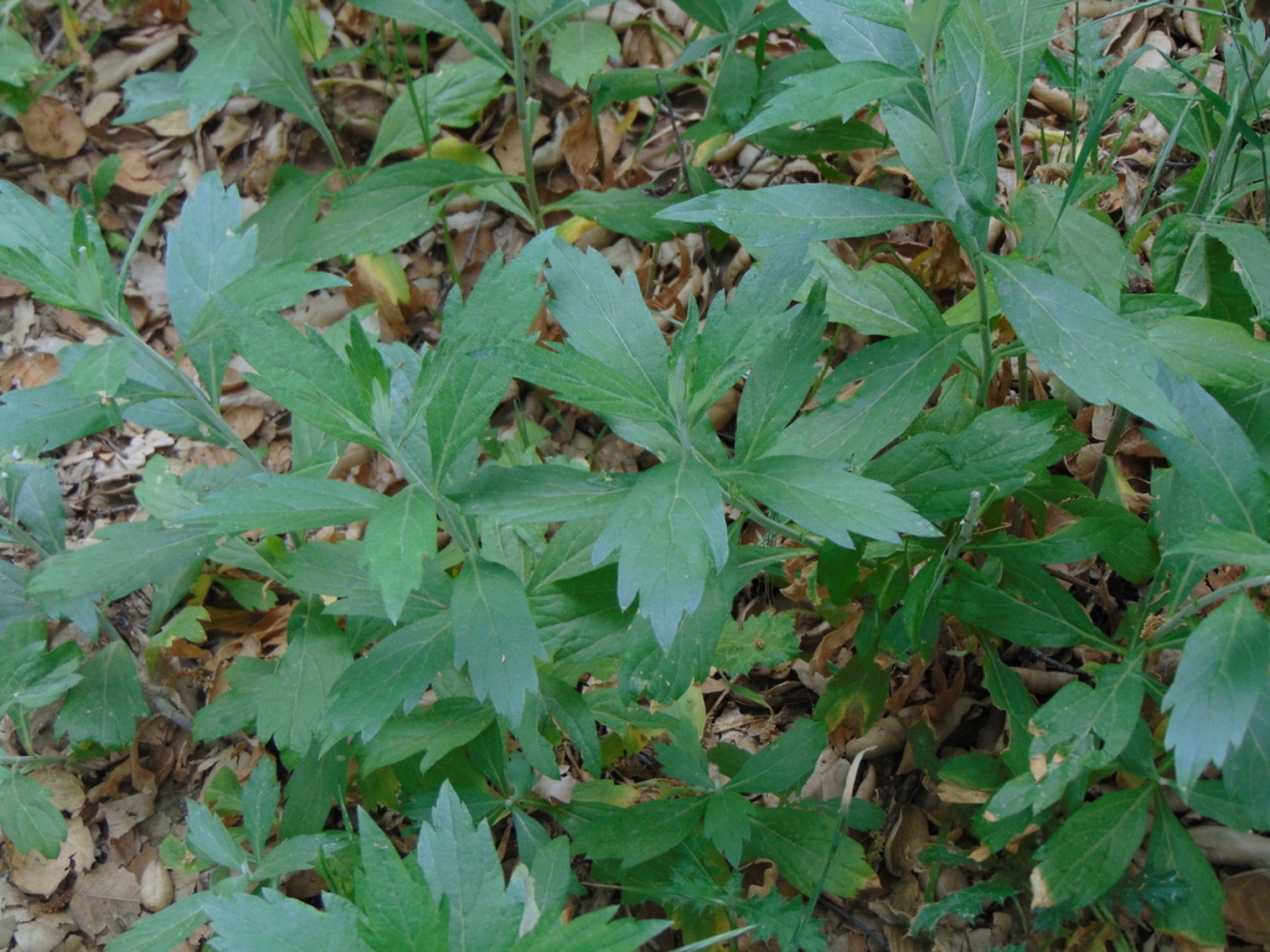 Mugwort — photo 2
