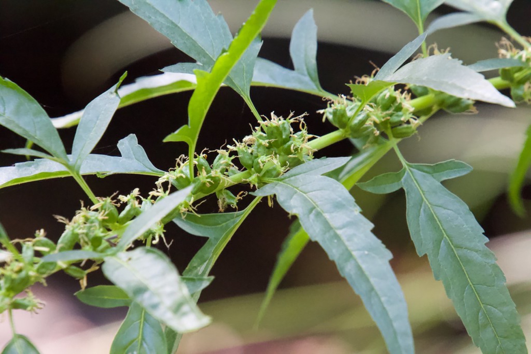Mugwort — photo 3