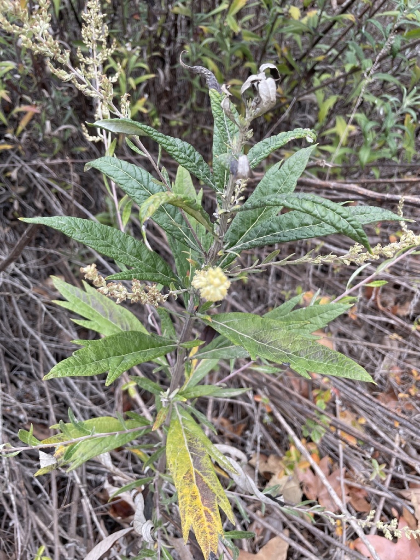 Mugwort — photo 4