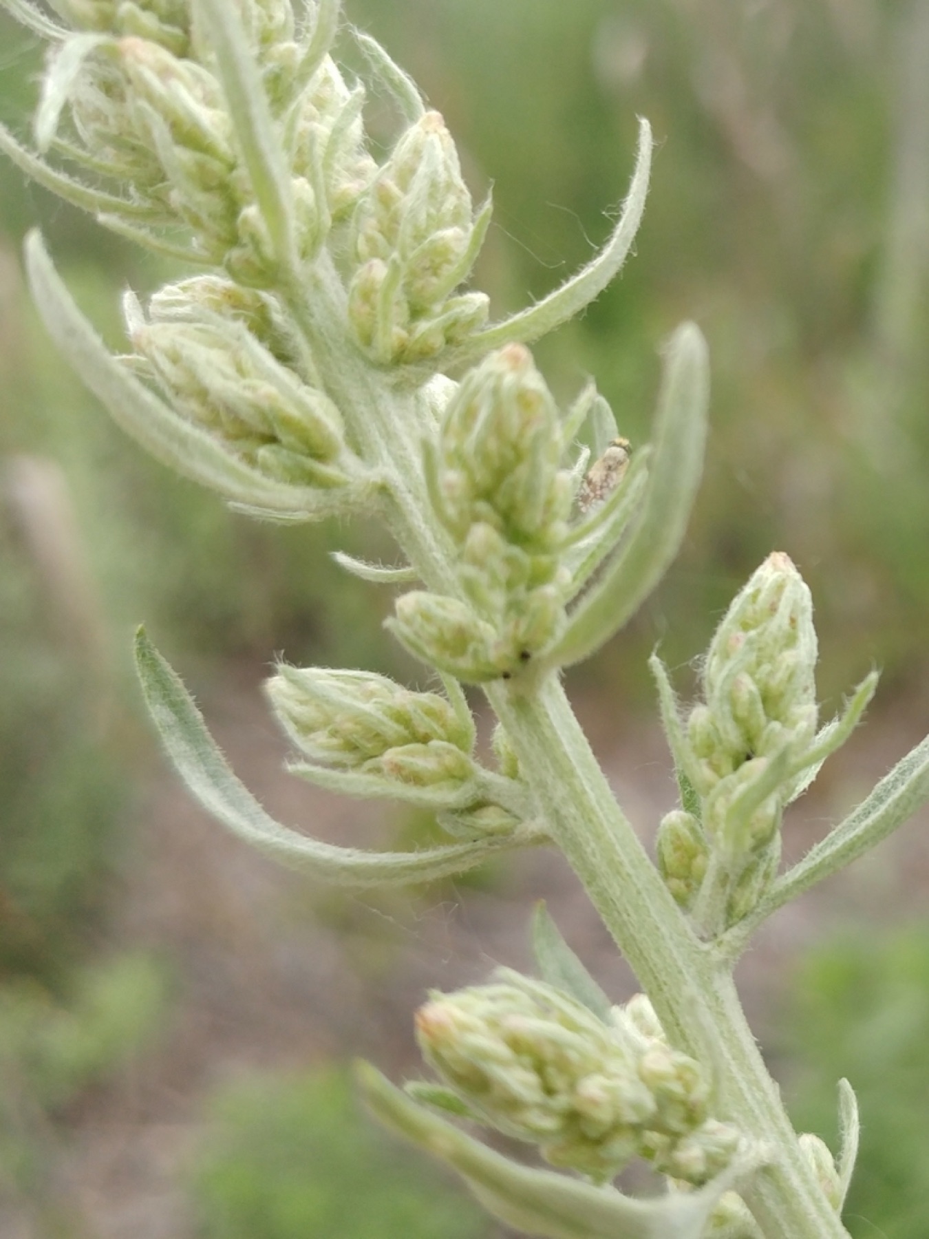 Mugwort — photo 5