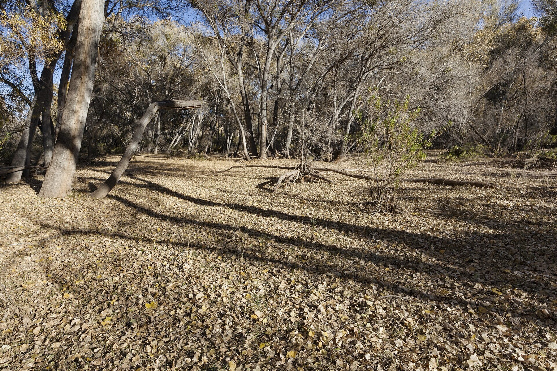 Mule Fat — photo 6