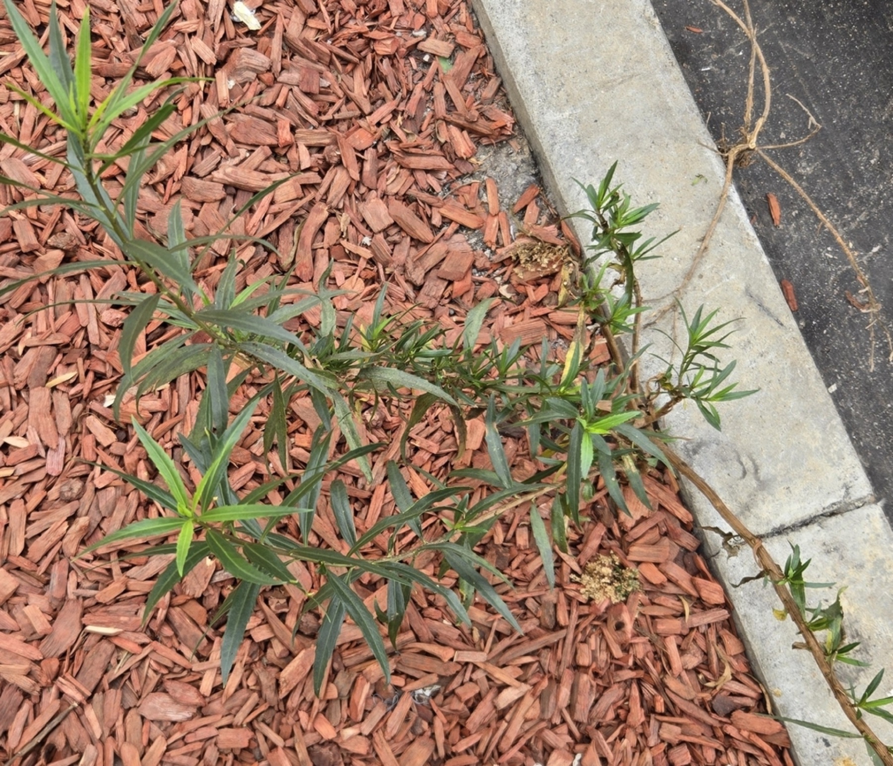 Mule Fat — photo 7