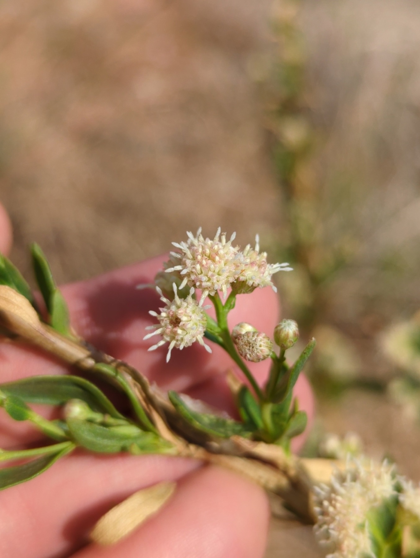 Mule Fat — photo 8