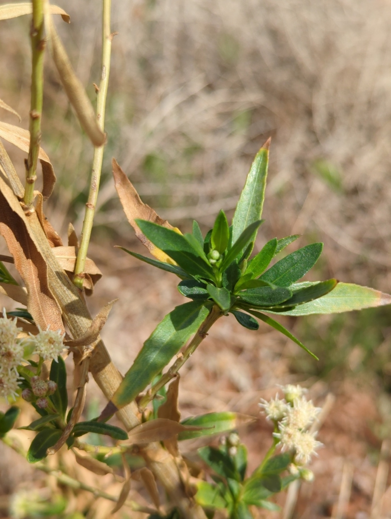Mule Fat — photo 9