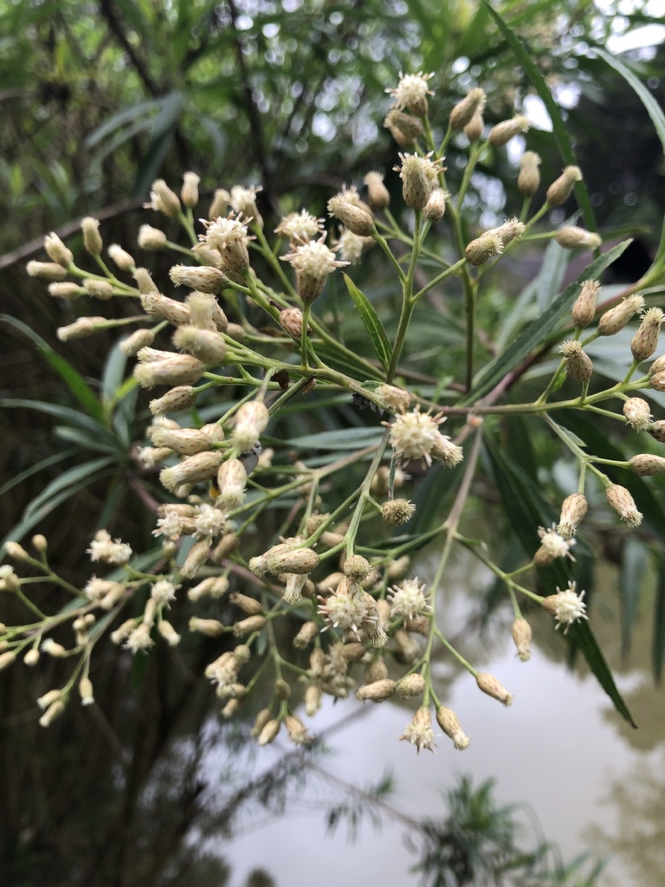 Mule Fat — photo 10