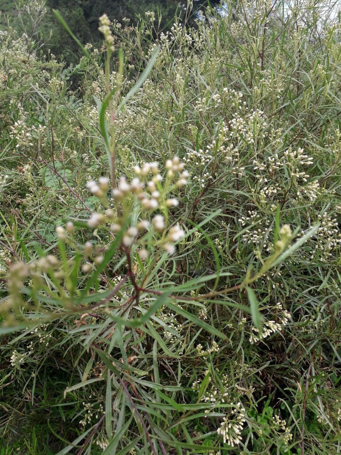 Mule Fat — photo 13