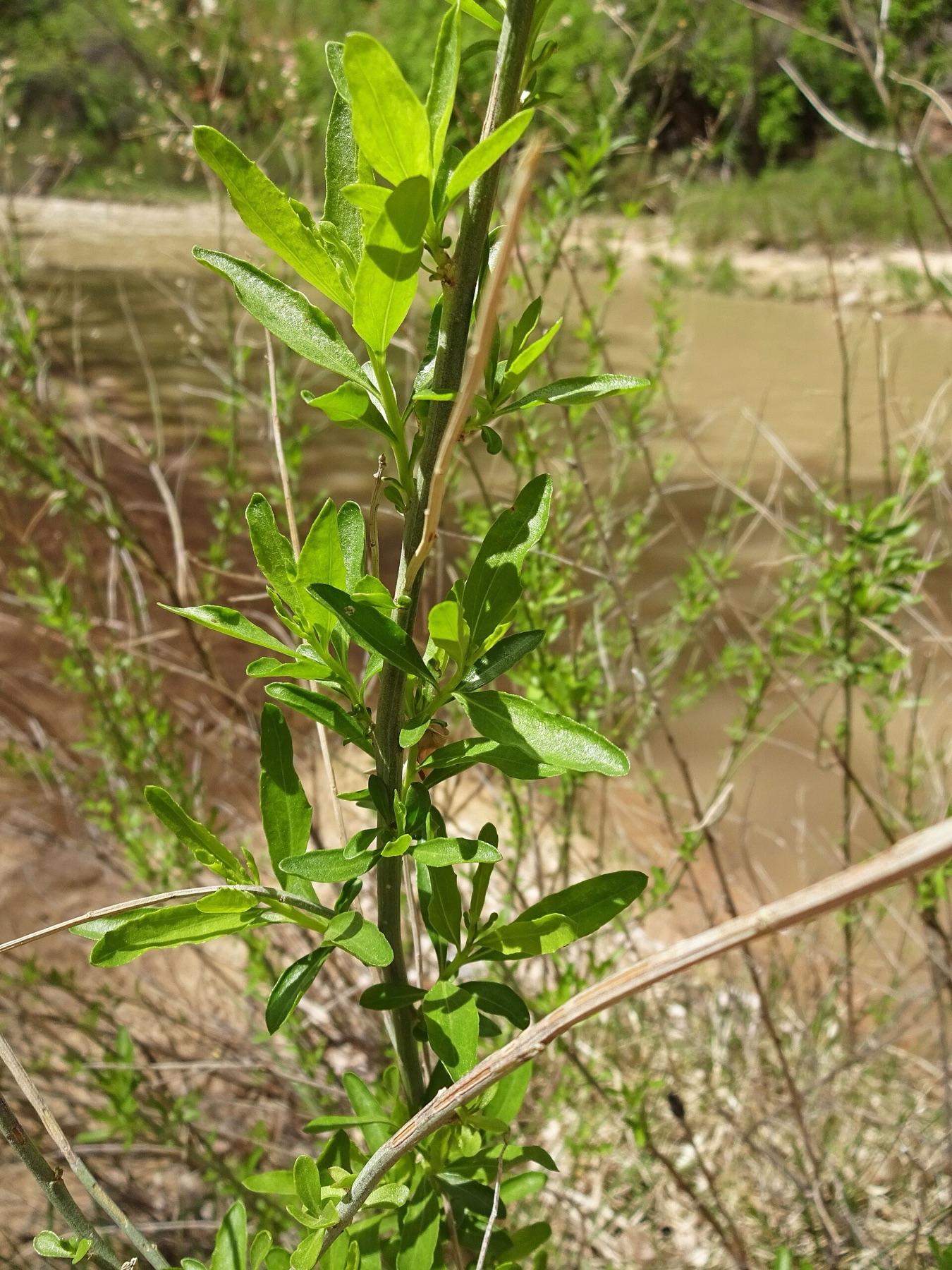 Mule Fat — photo 15