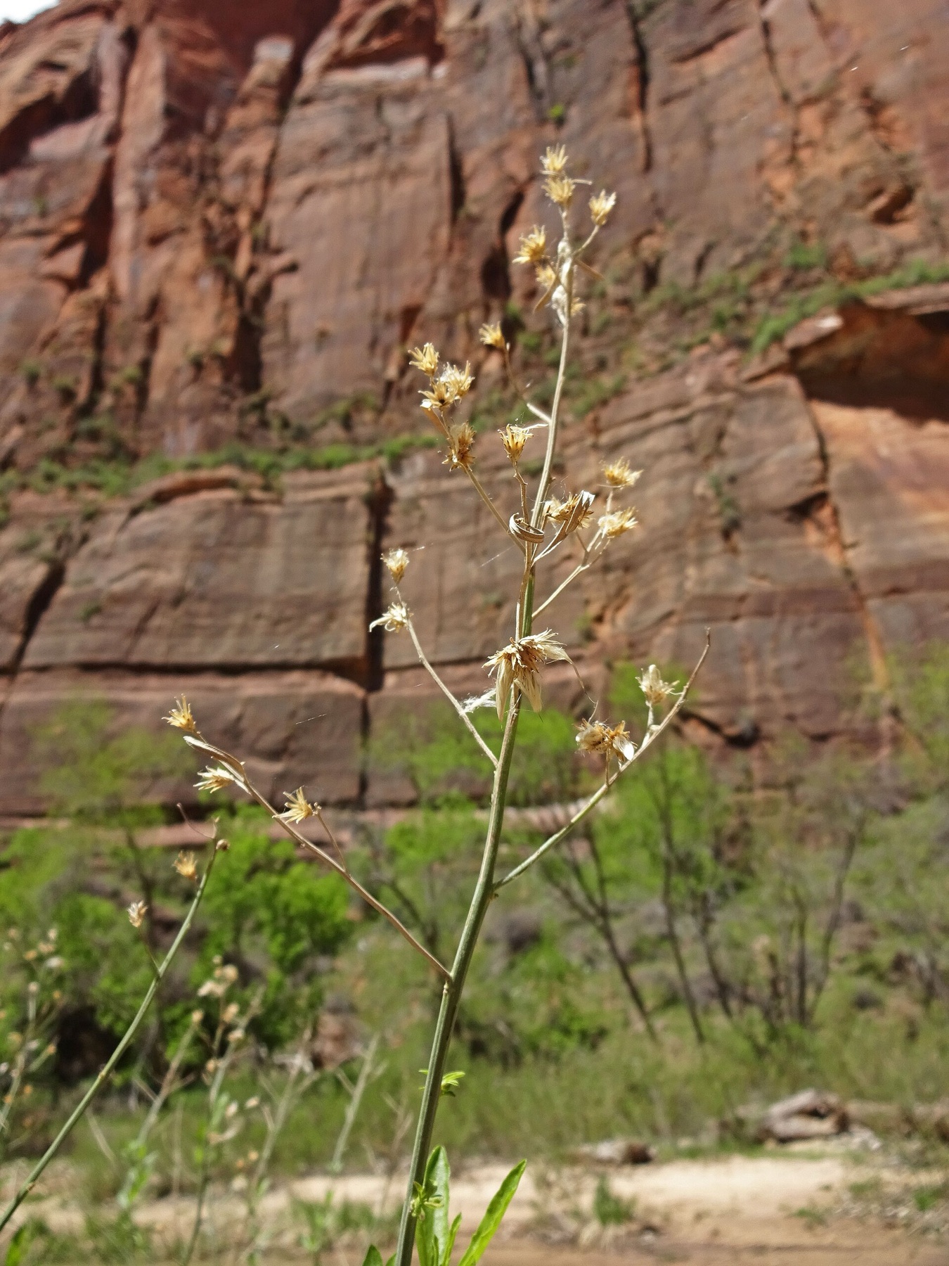 Mule Fat — photo 16