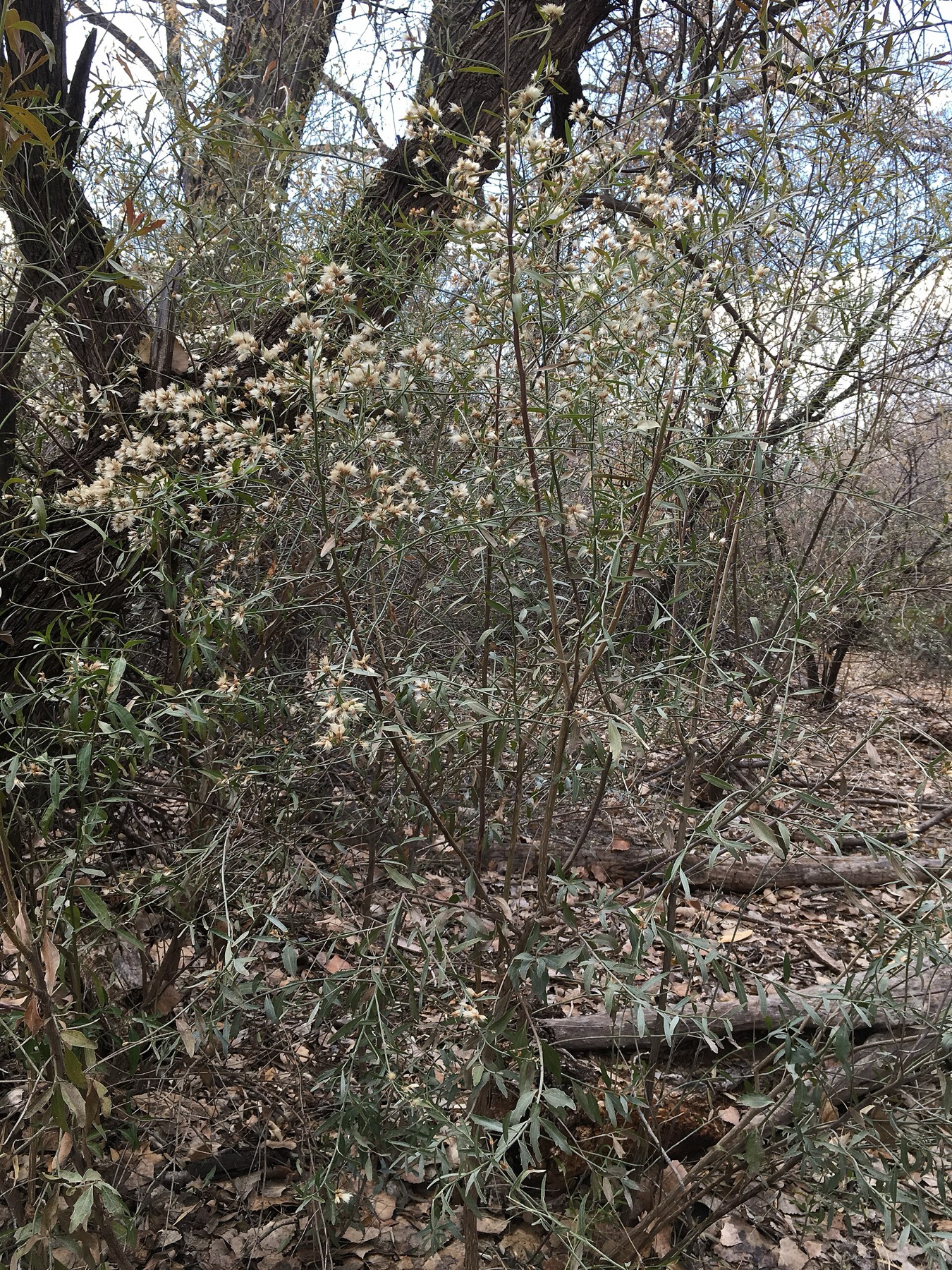 Mule Fat — photo 18