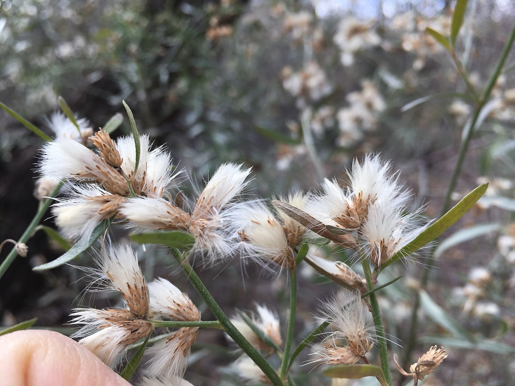 Mule Fat — photo 19