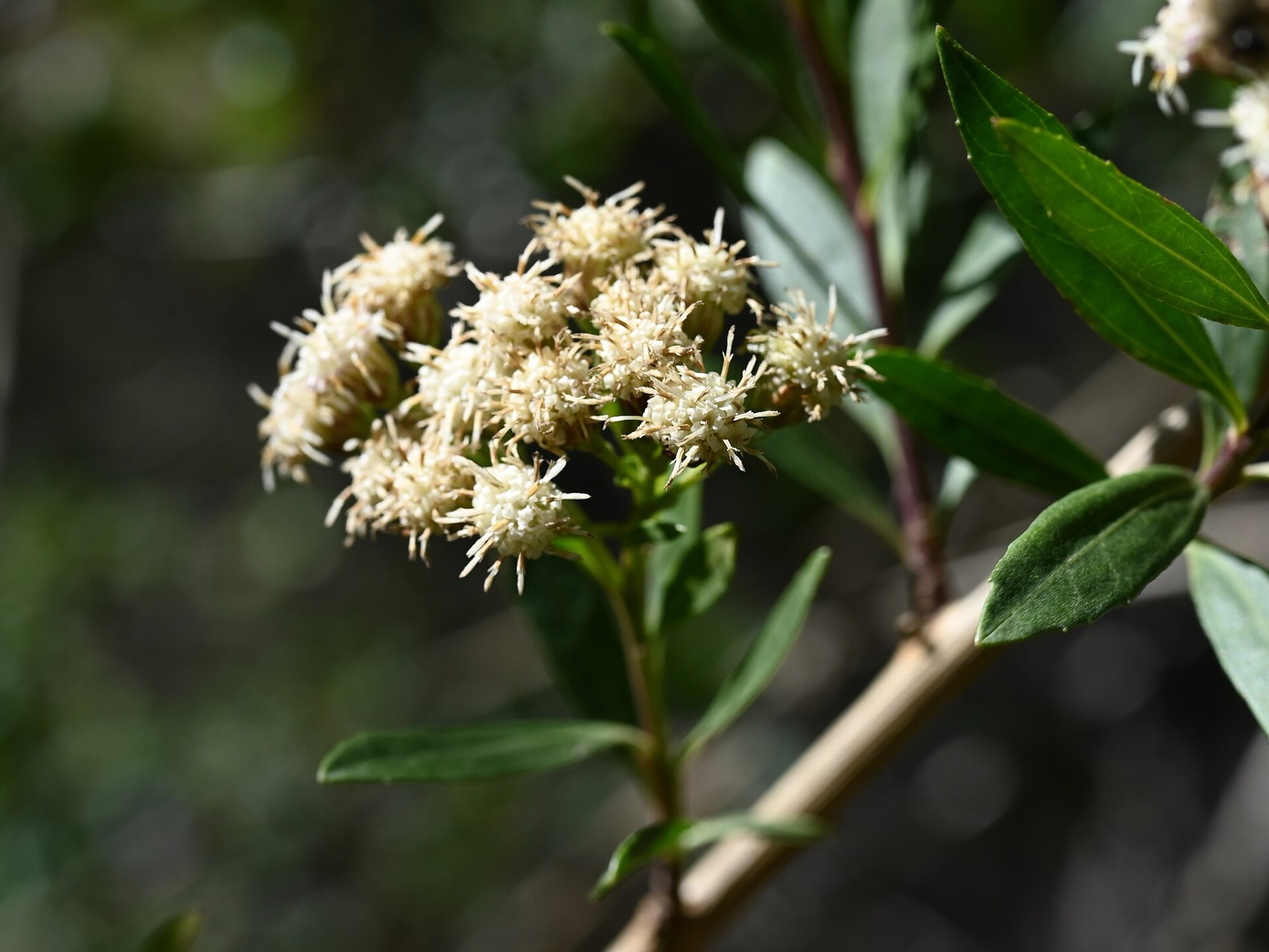 Mule Fat — photo 20