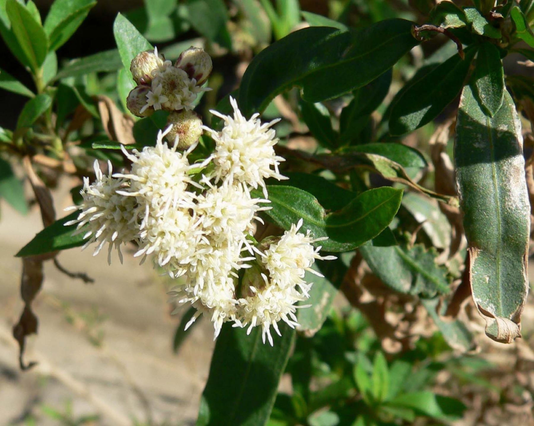 Mule Fat — photo 22