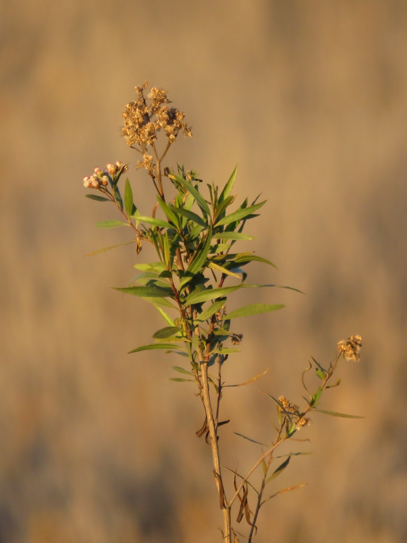Mule Fat — photo 23