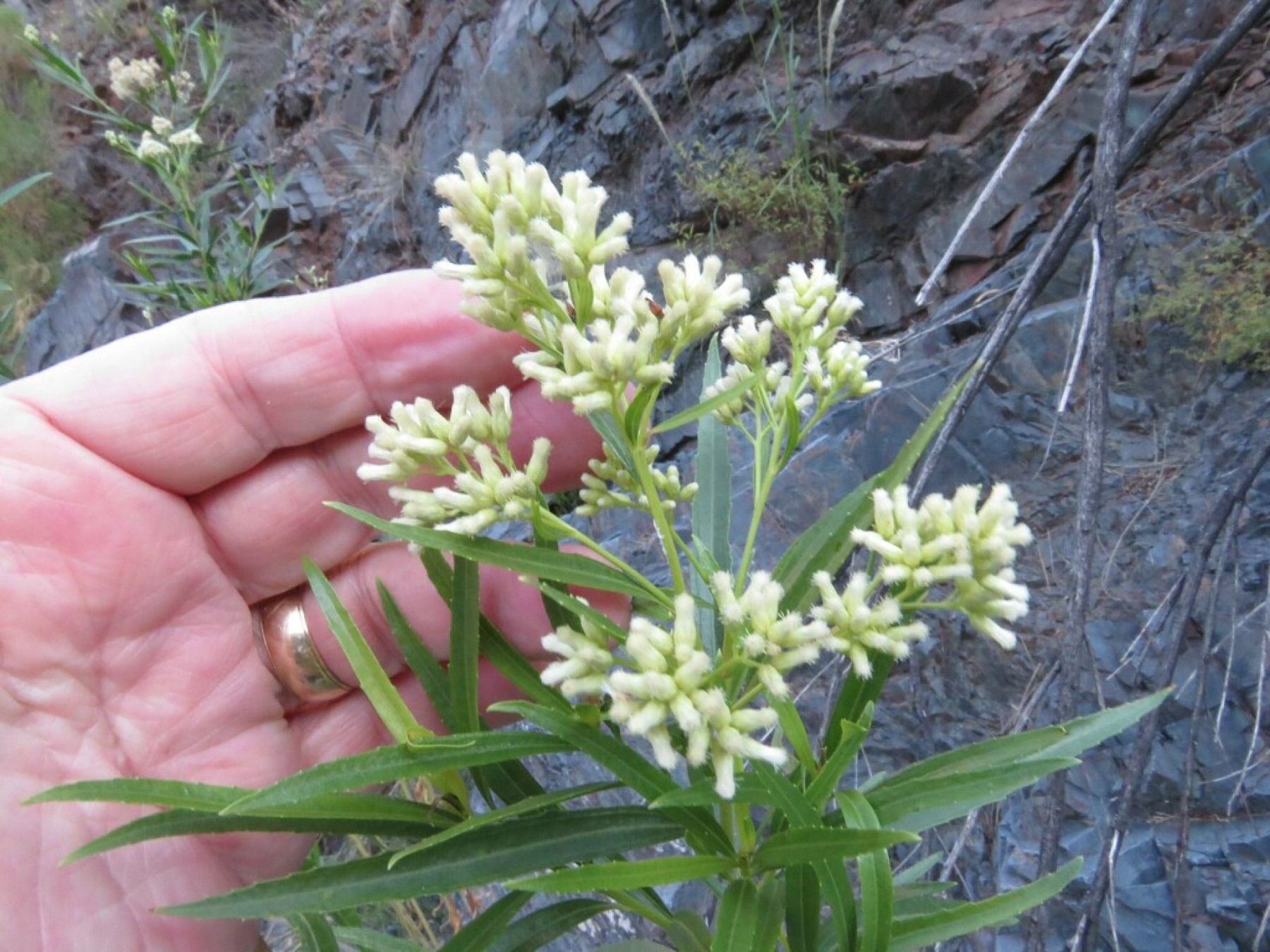 Mule Fat — photo 2