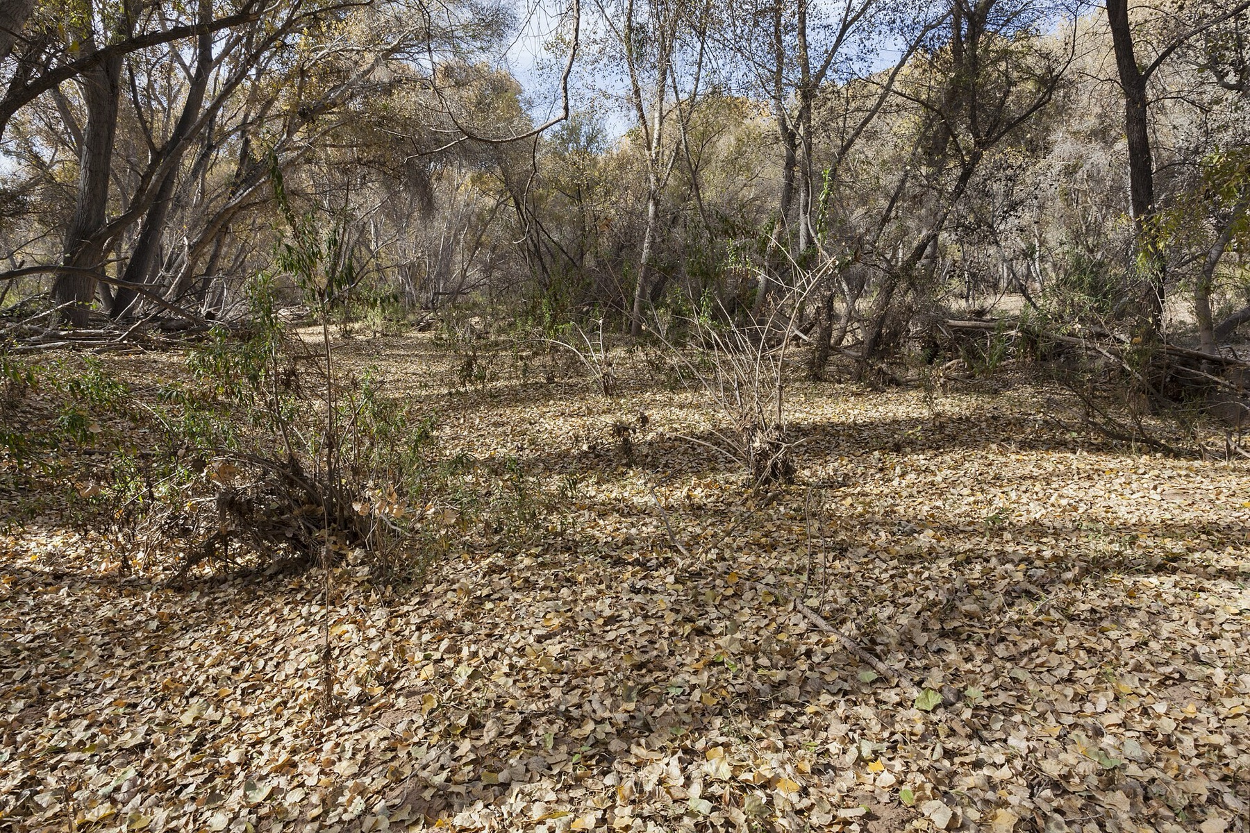 Mule Fat — photo 3
