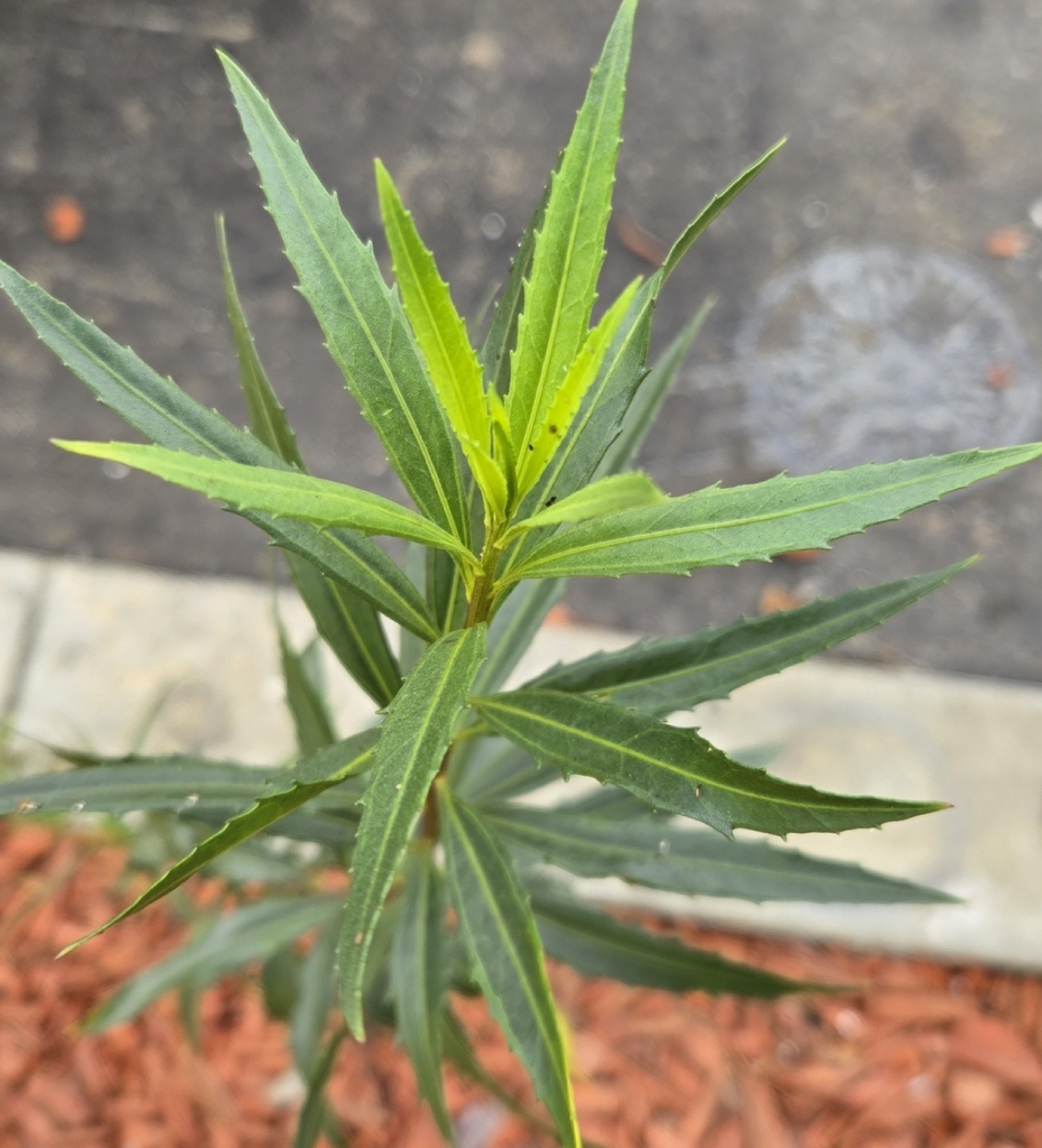 Mule Fat — photo 4