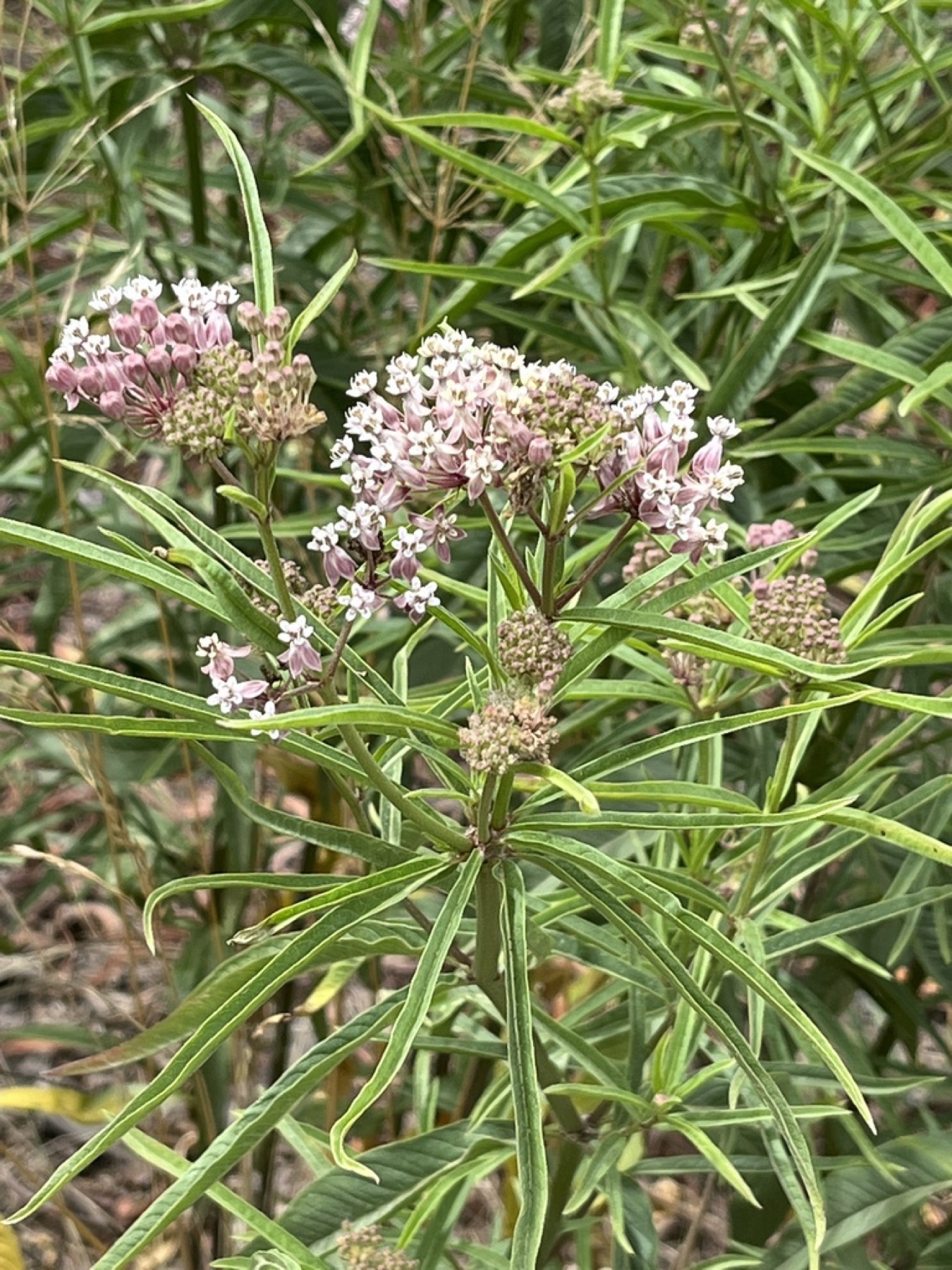 Narrowleaf Milkweed — photo 7