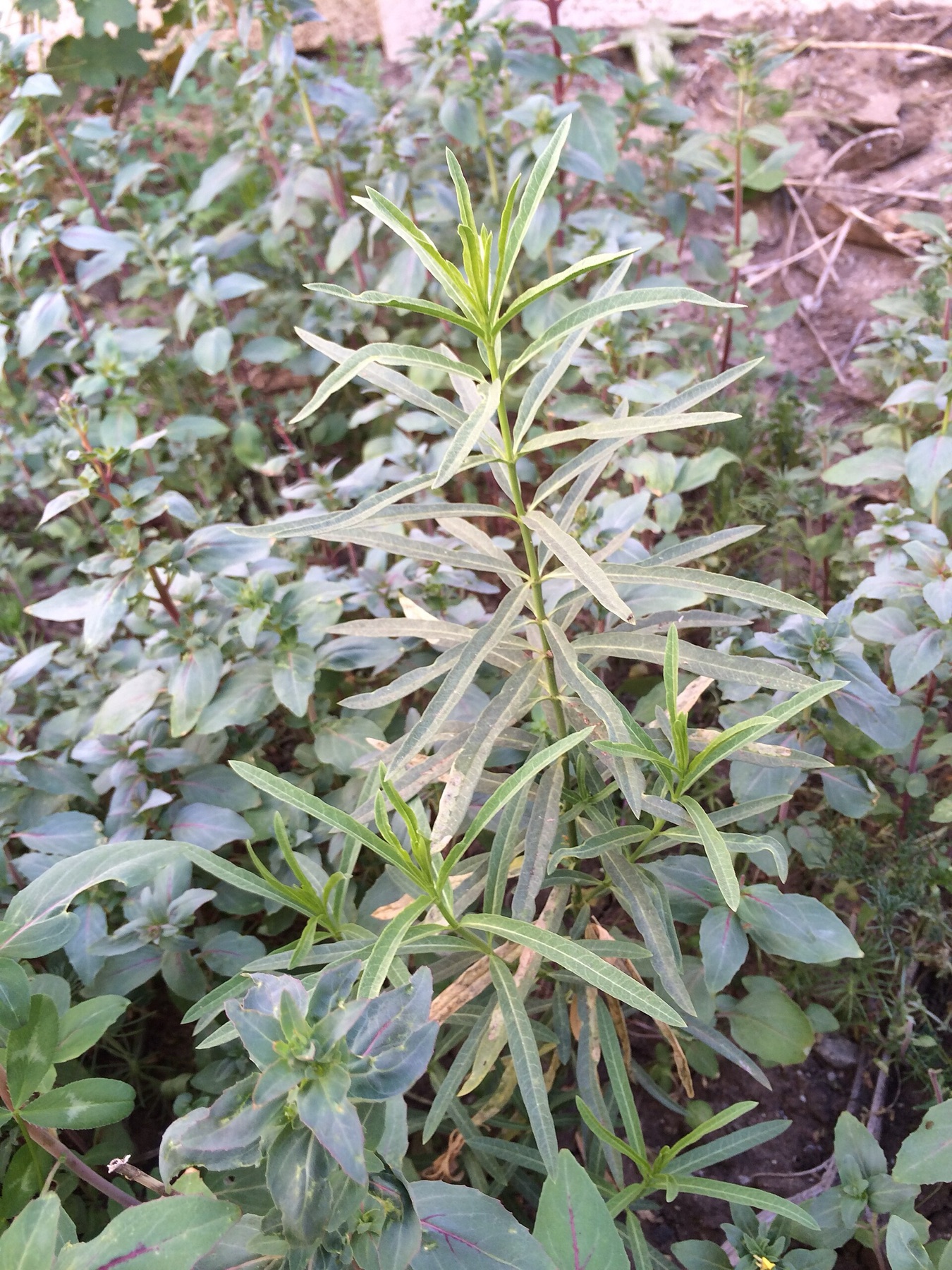 Narrowleaf Milkweed — photo 8