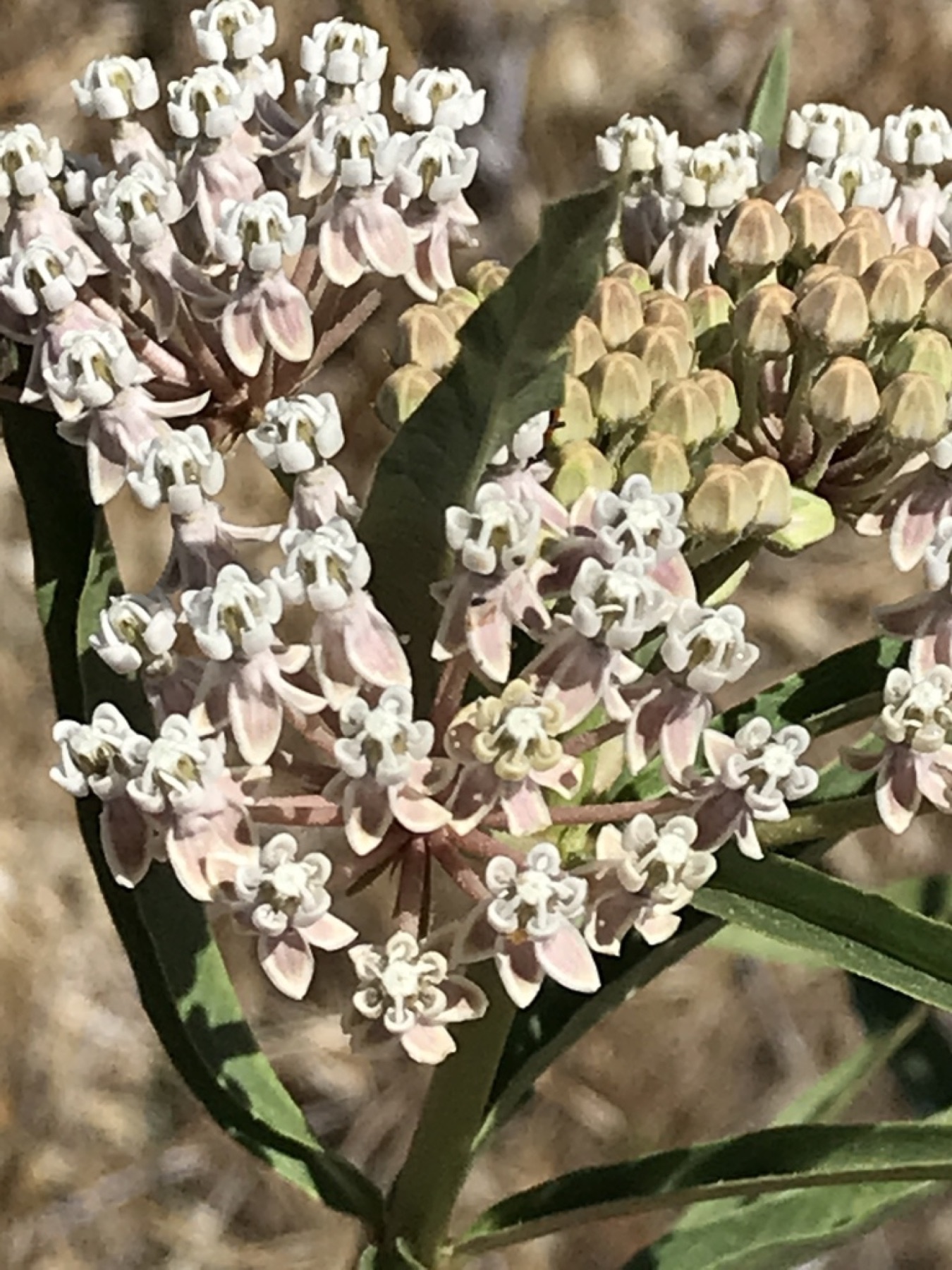 Narrowleaf Milkweed — photo 9