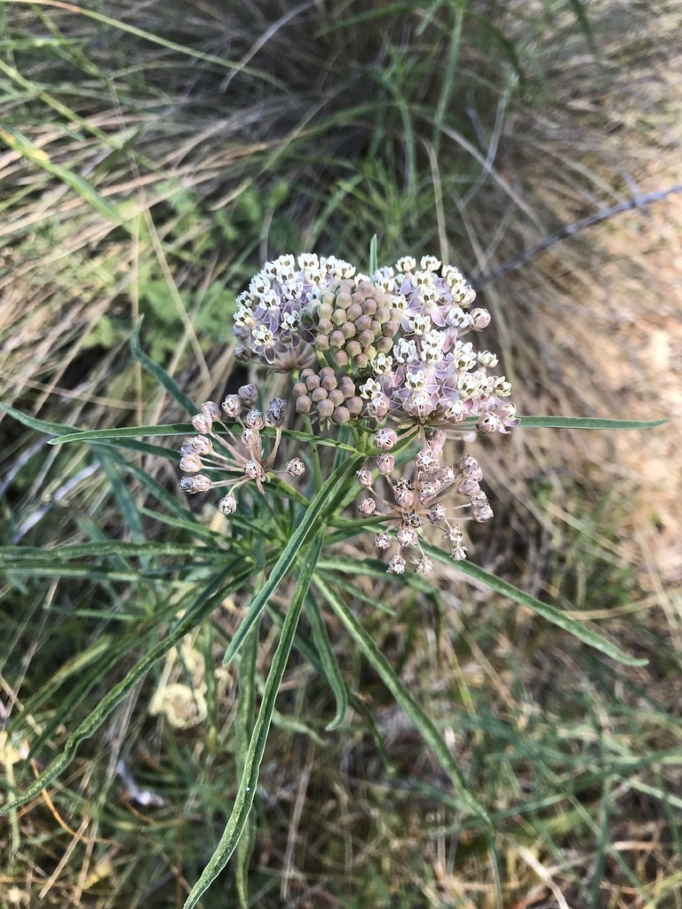 Narrowleaf Milkweed — photo 10