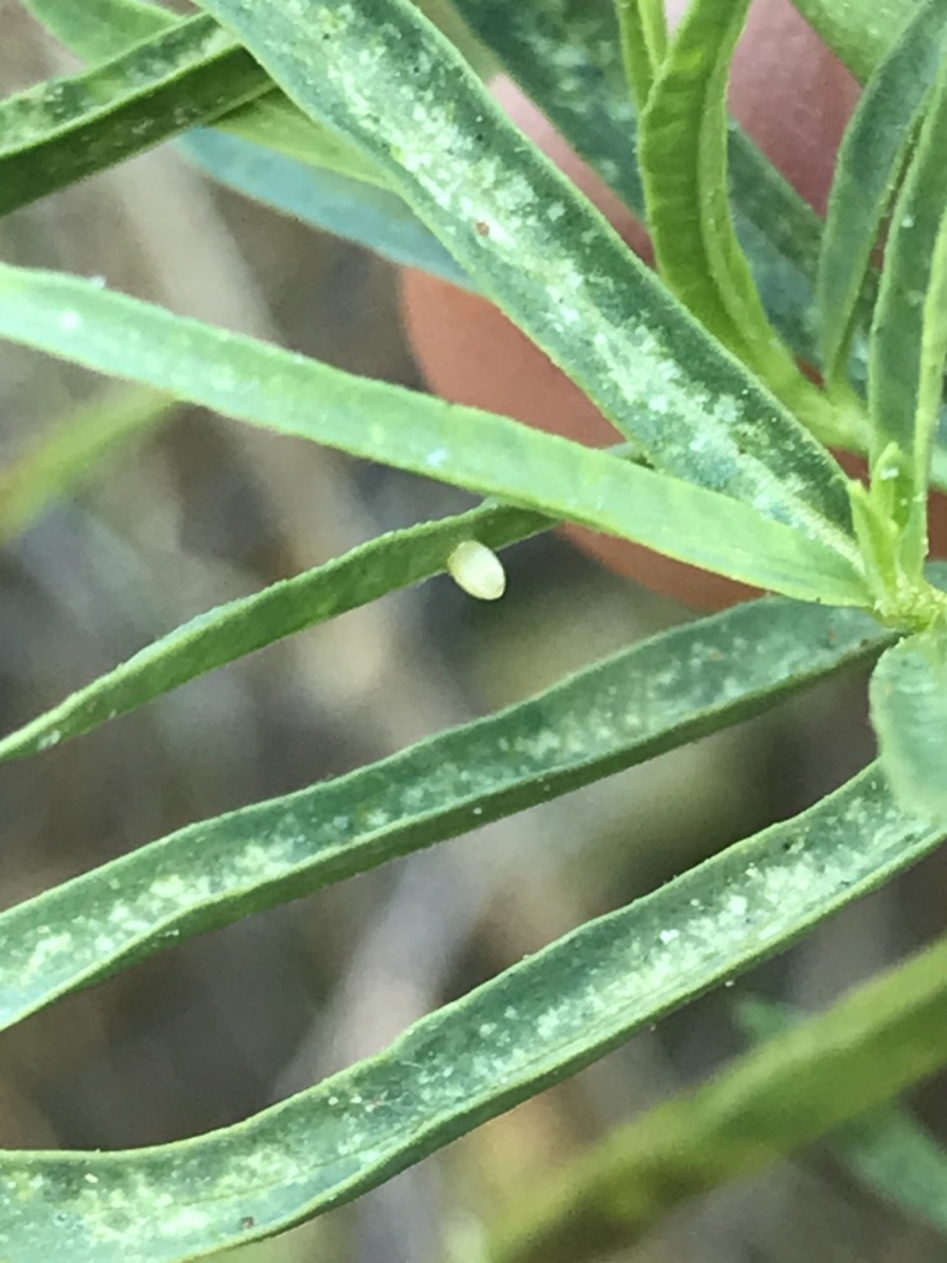Narrowleaf Milkweed — photo 11