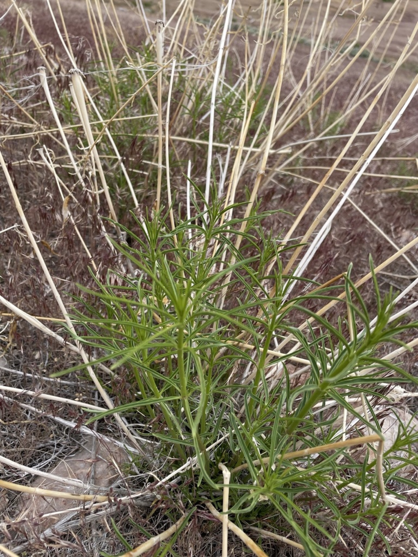Narrowleaf Milkweed — photo 12