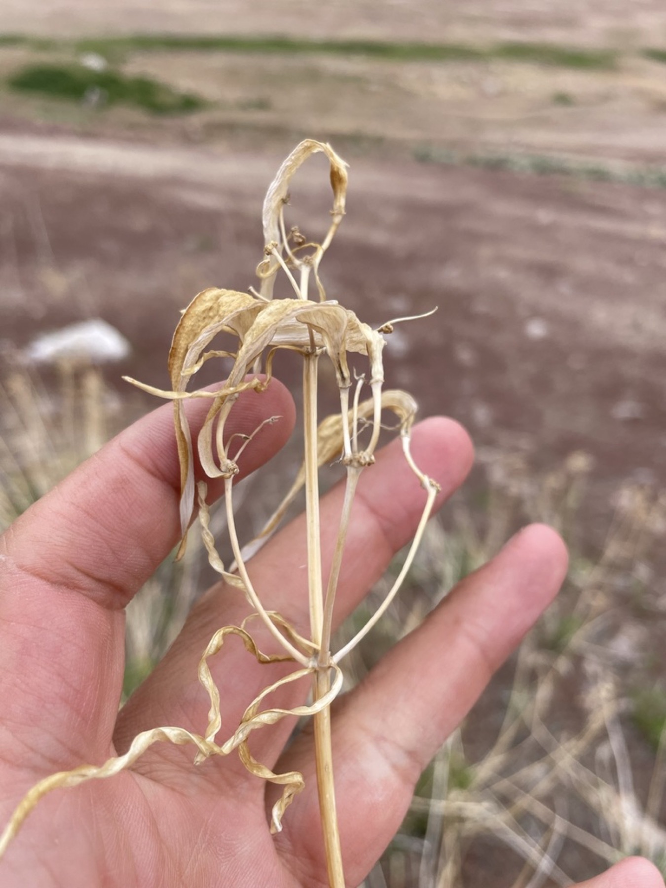 Narrowleaf Milkweed — photo 13