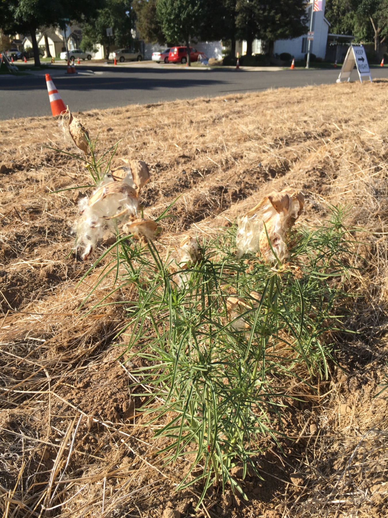 Narrowleaf Milkweed — photo 14