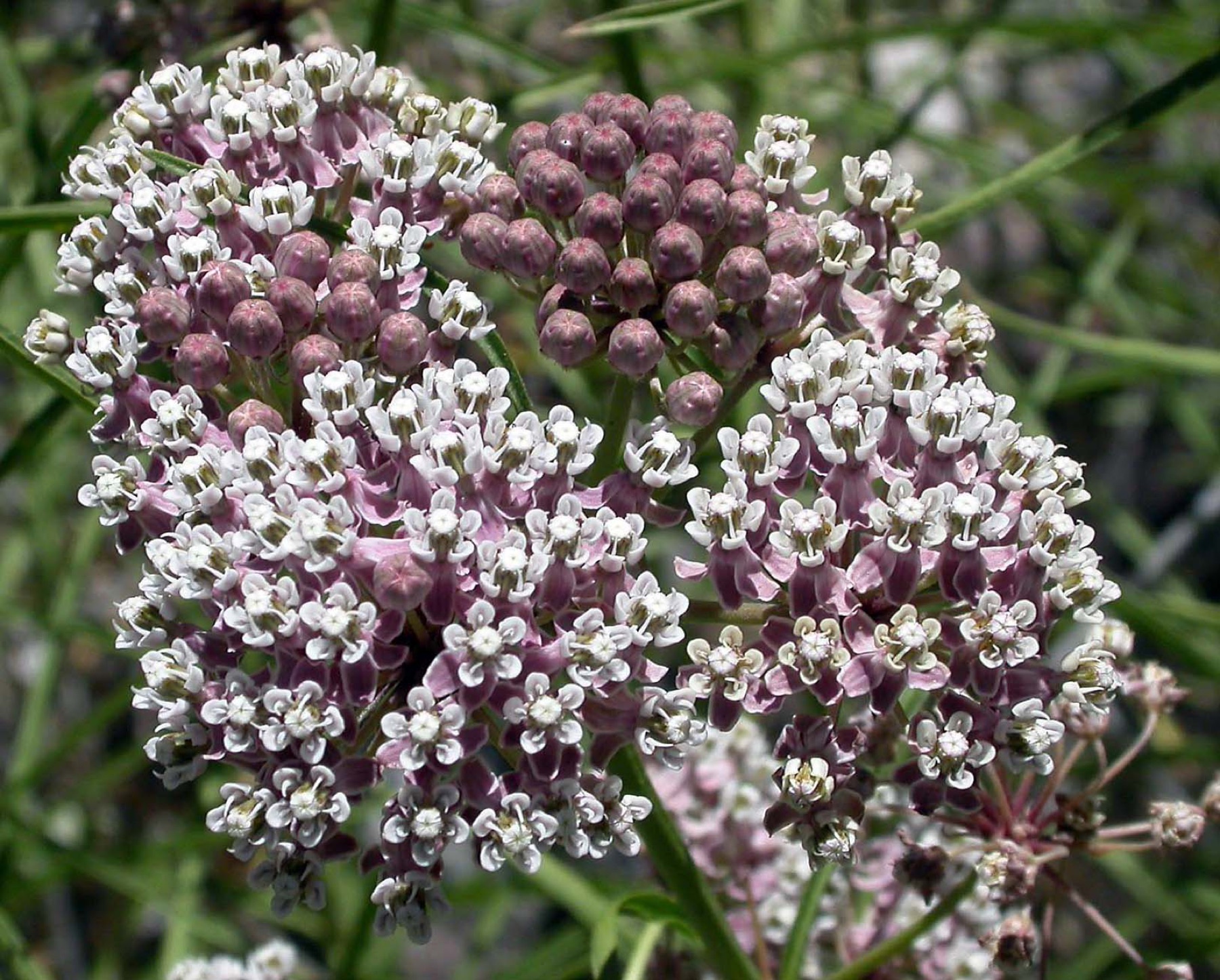 Narrowleaf Milkweed — photo 15