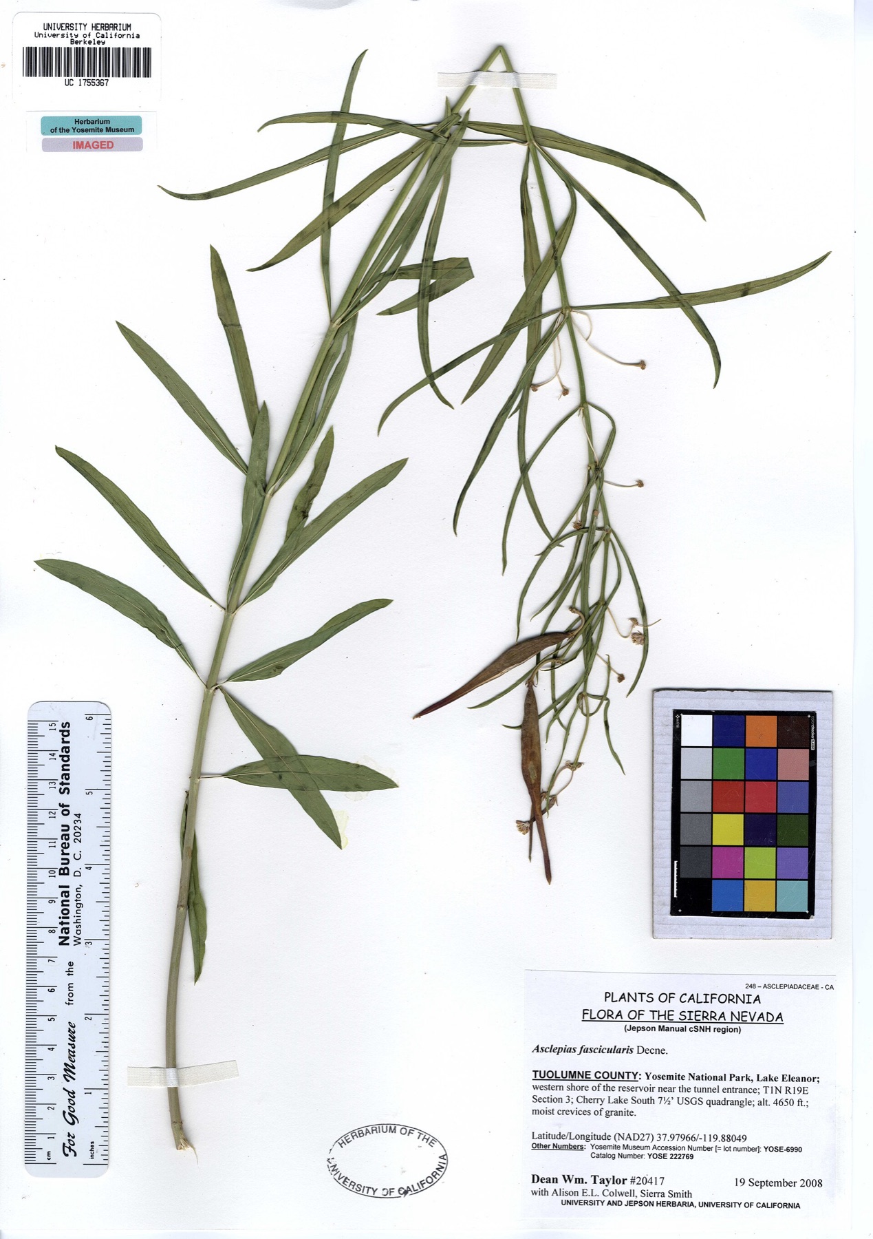 Narrowleaf Milkweed — photo 16