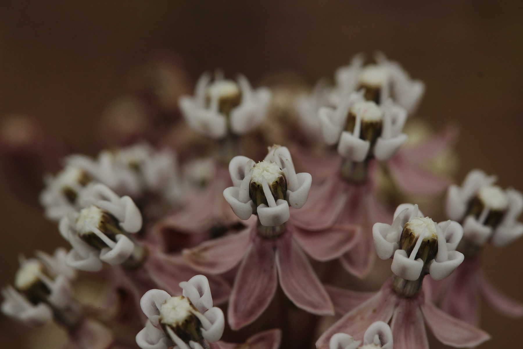 Narrowleaf Milkweed — photo 17