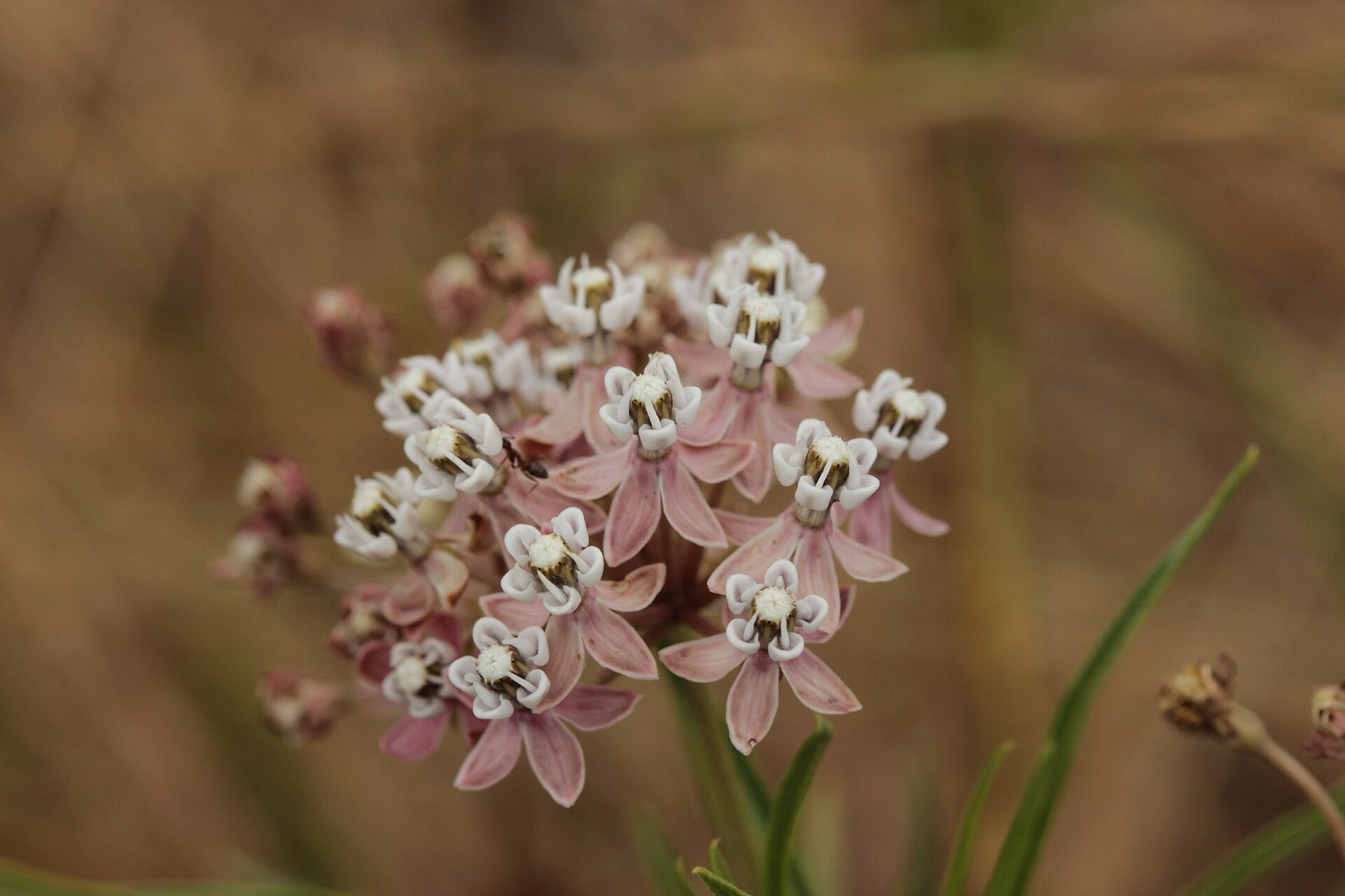 Narrowleaf Milkweed — photo 18