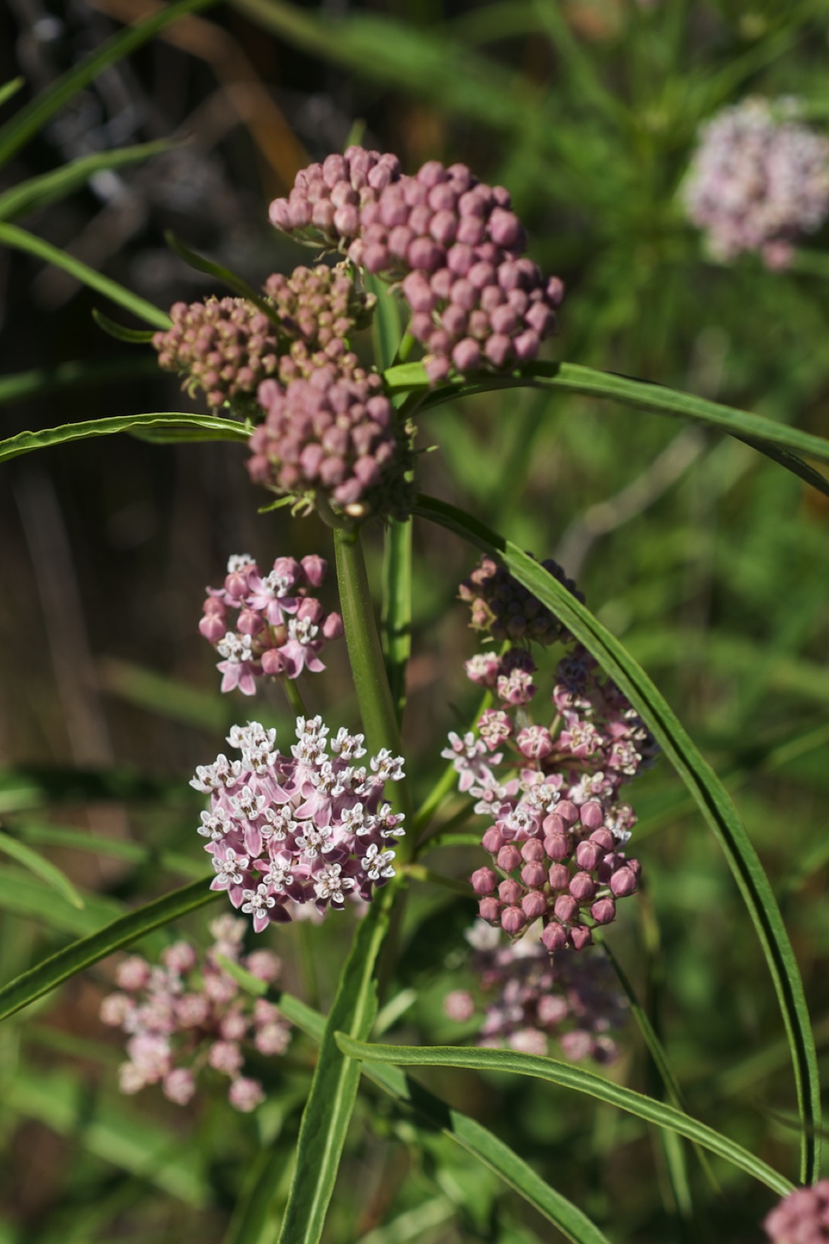 Narrowleaf Milkweed — photo 19