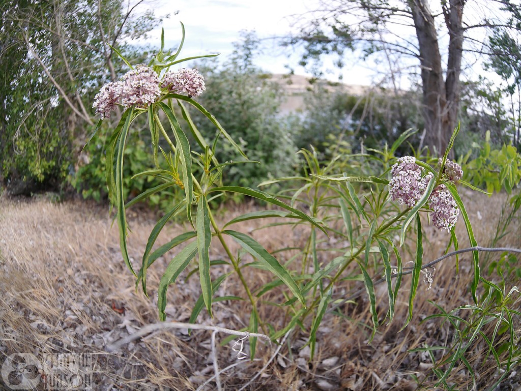 Narrowleaf Milkweed — photo 20