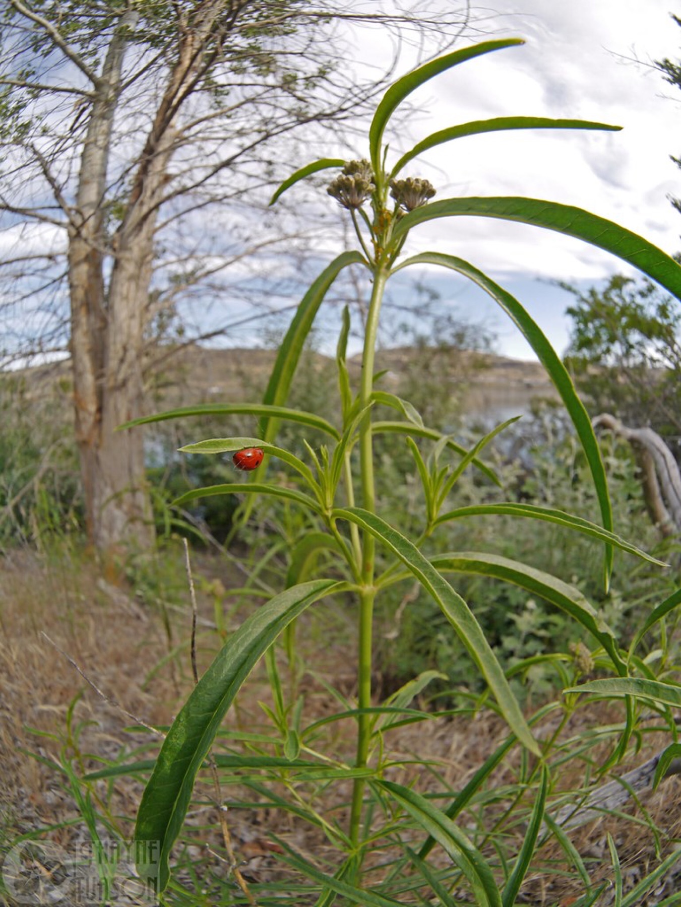 Narrowleaf Milkweed — photo 21
