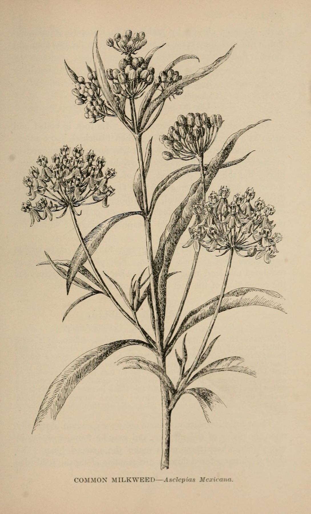 Narrowleaf Milkweed — photo 2