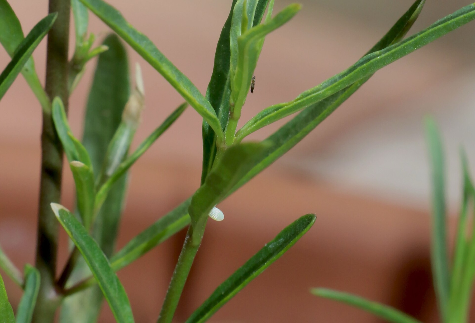 Narrow leaves — e.g. Narrowleaf Milkweed