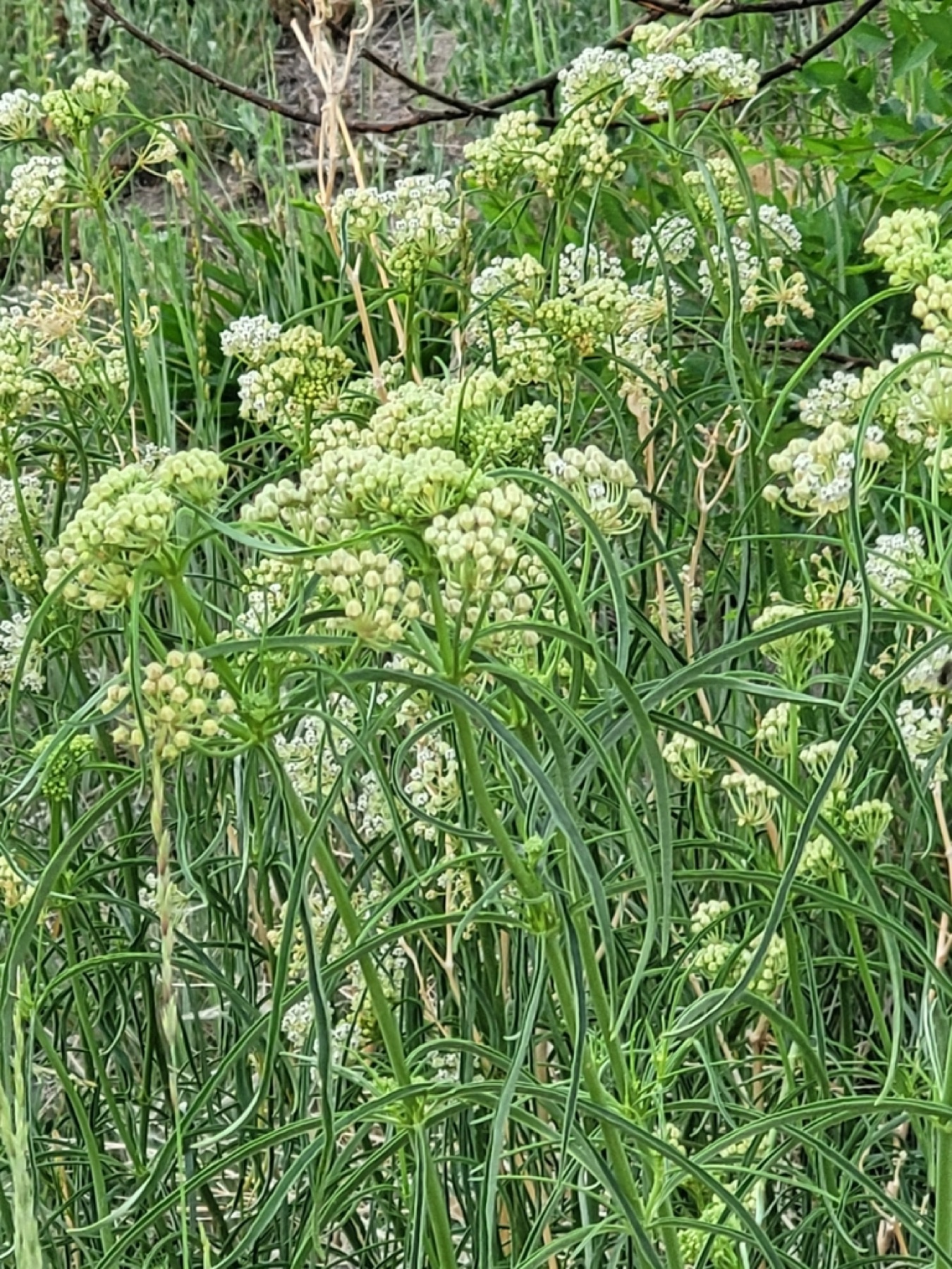 Narrowleaf Milkweed — photo 4